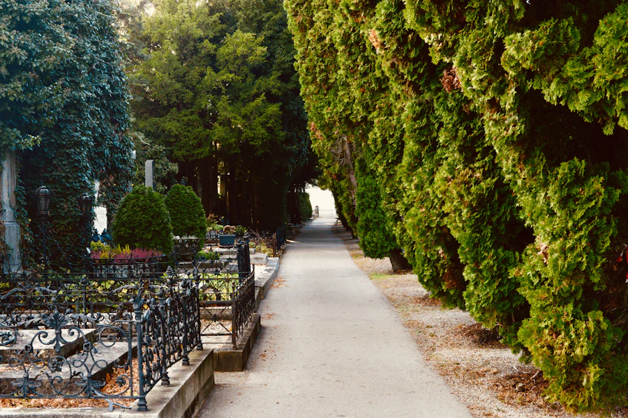 Quiet cemetery path with trees in soft light