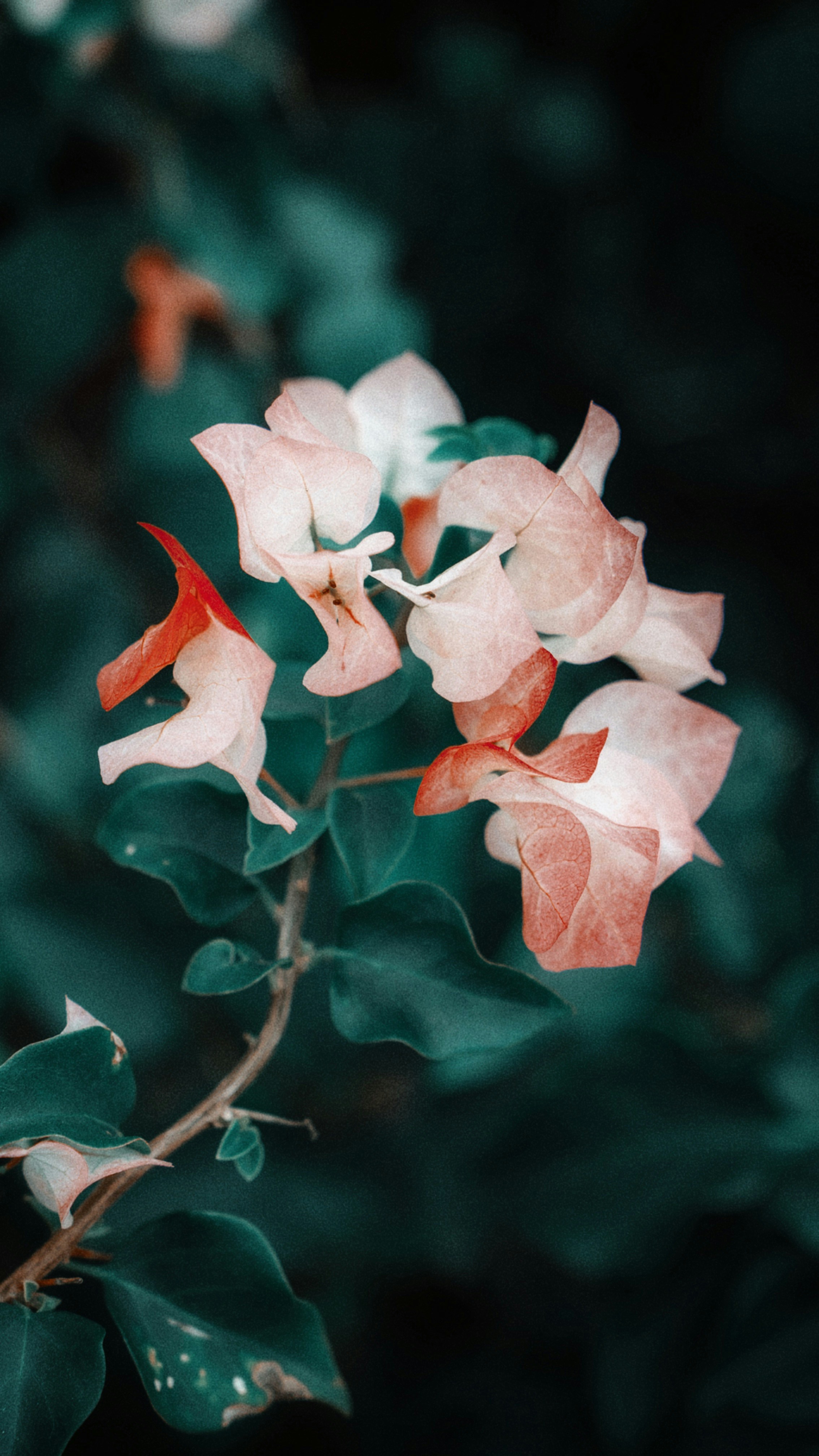 Photo by wangbinghua