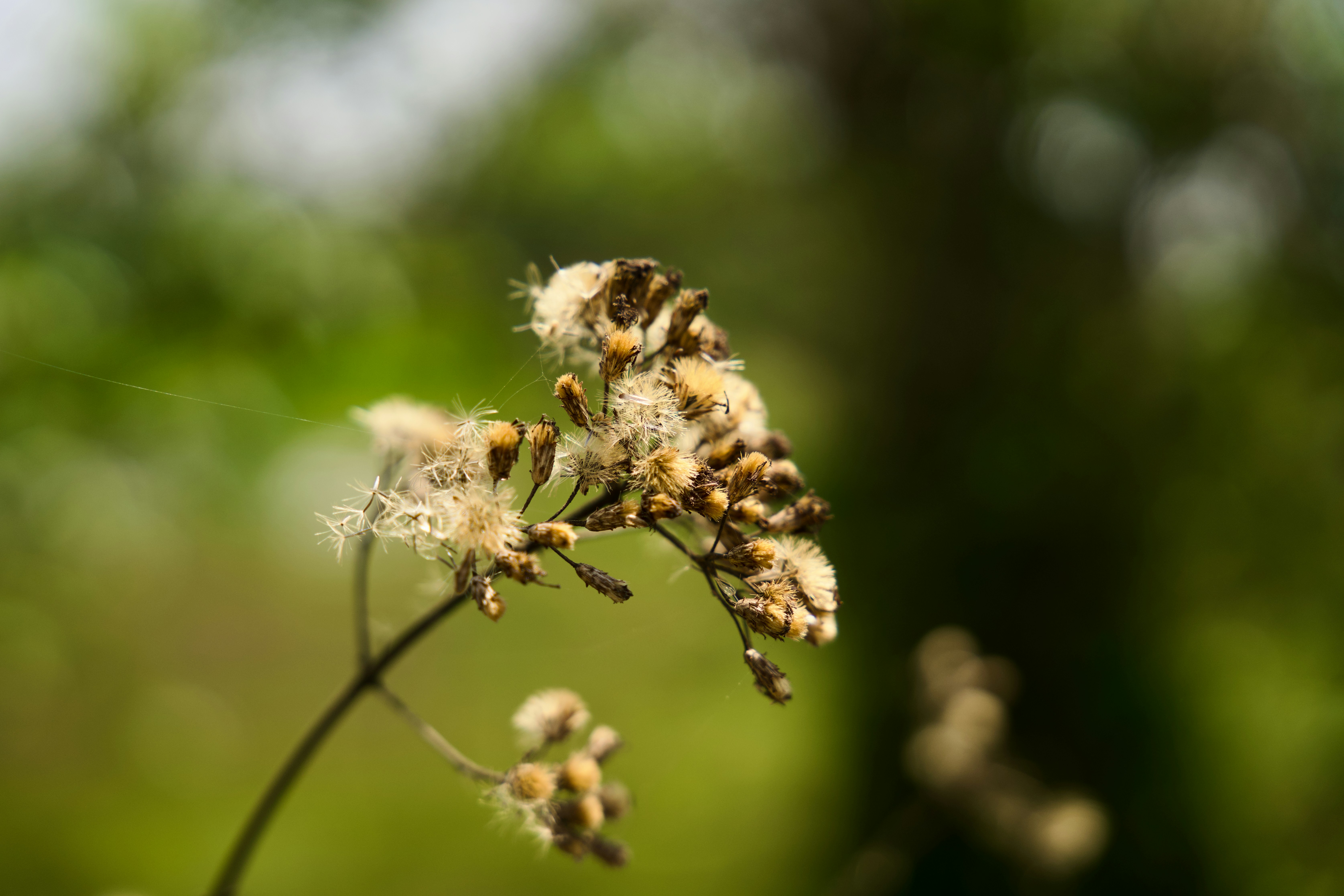 Photo by kingsukpasari