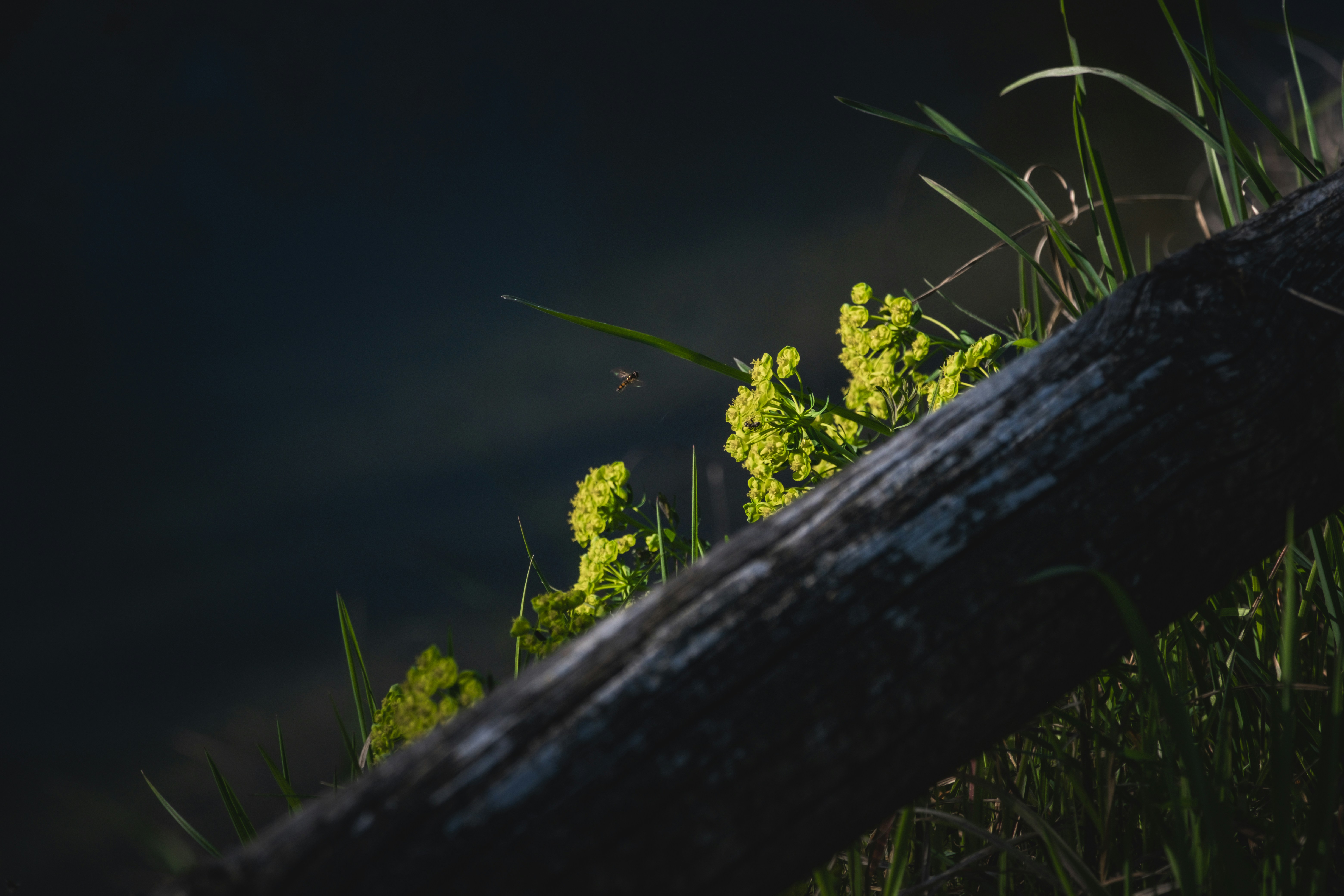 Des fleurs jaunes fleurissent près d’une clôture en bois usée.