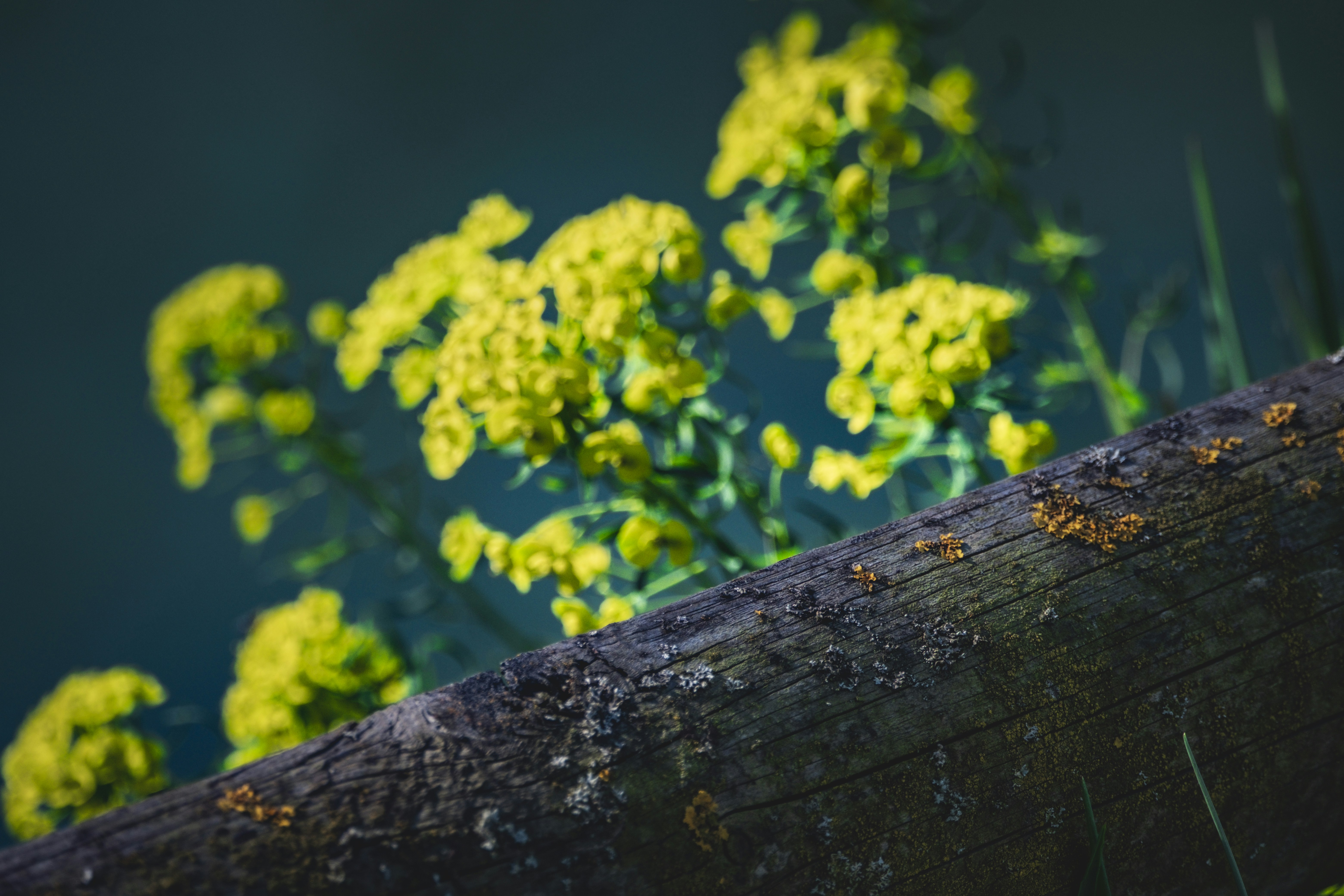 Des fleurs jaunes éclosent près d’une rambarde en bois usée.