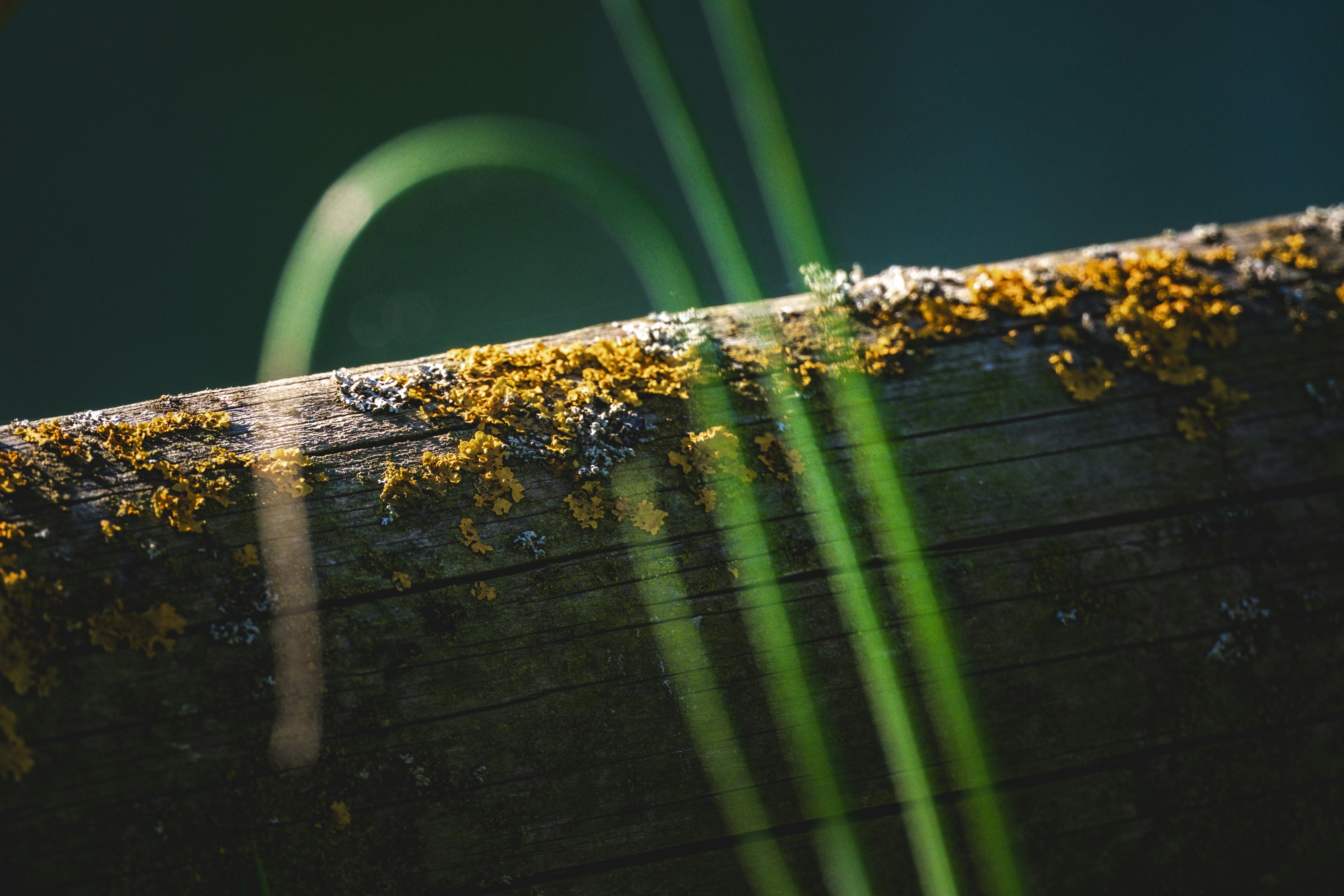La mousse et les lichens poussent sur une surface en bois usée.