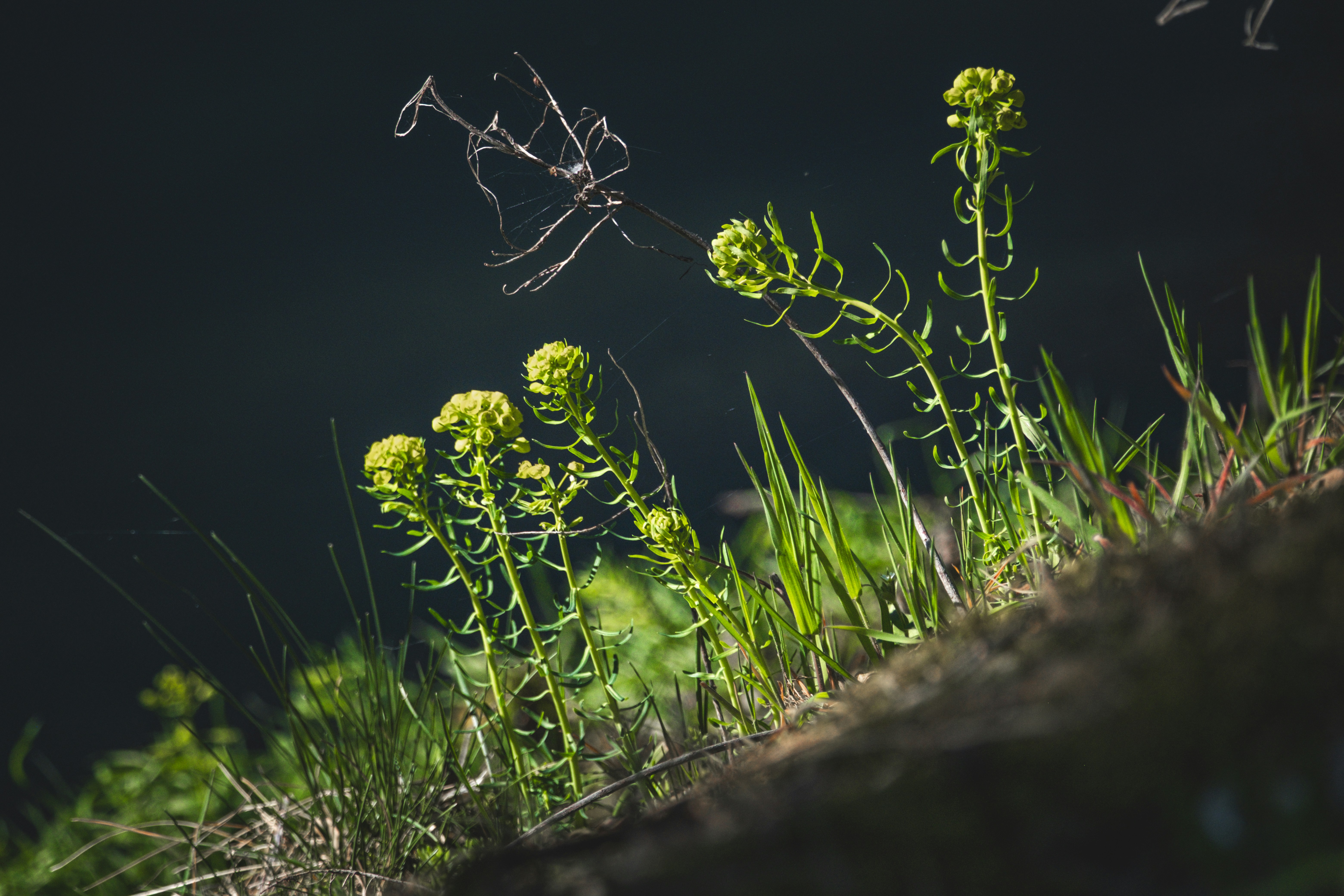 Plantes vertes avec des fleurs jaunes sur un fond sombre