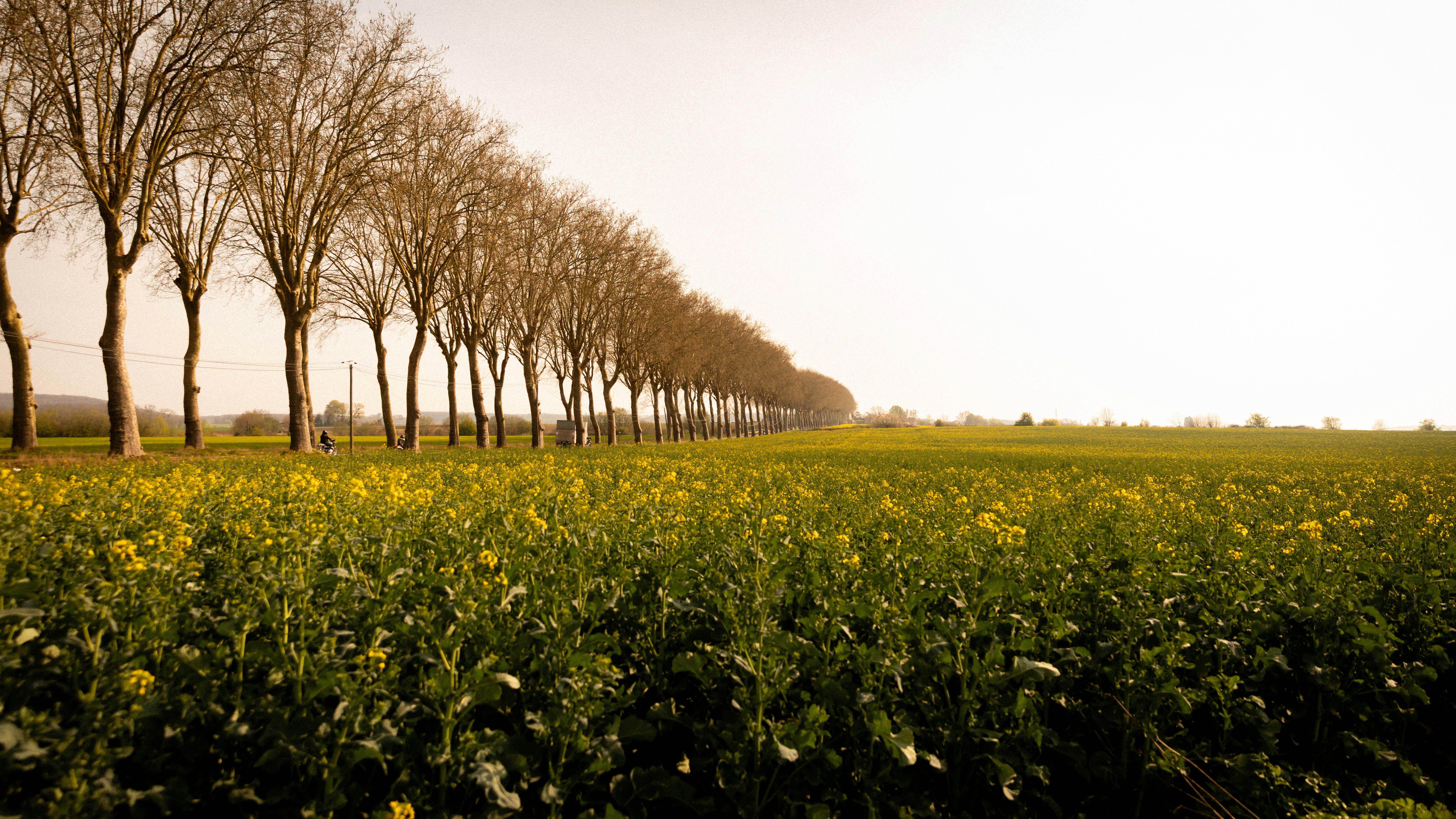 Fila de árboles en un campo de flores amarillas