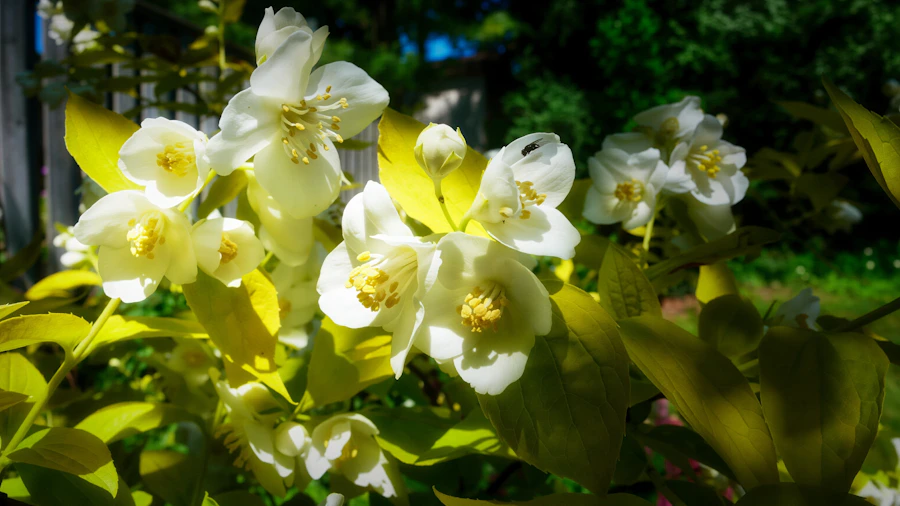 Fresh jasmine flowers
