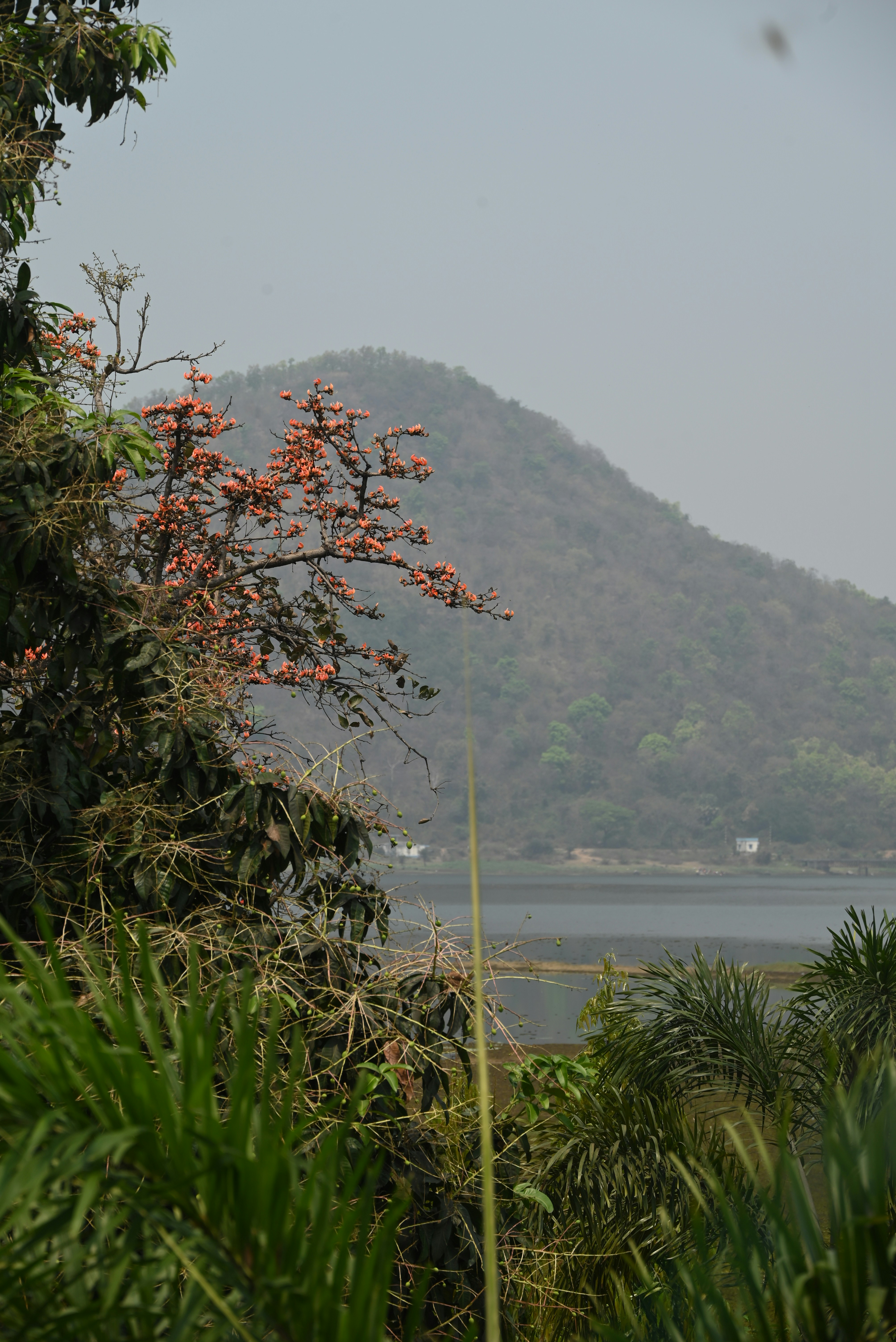 Ein Baum mit orangefarbenen Blüten blickt auf eine neblige Berglandschaft.