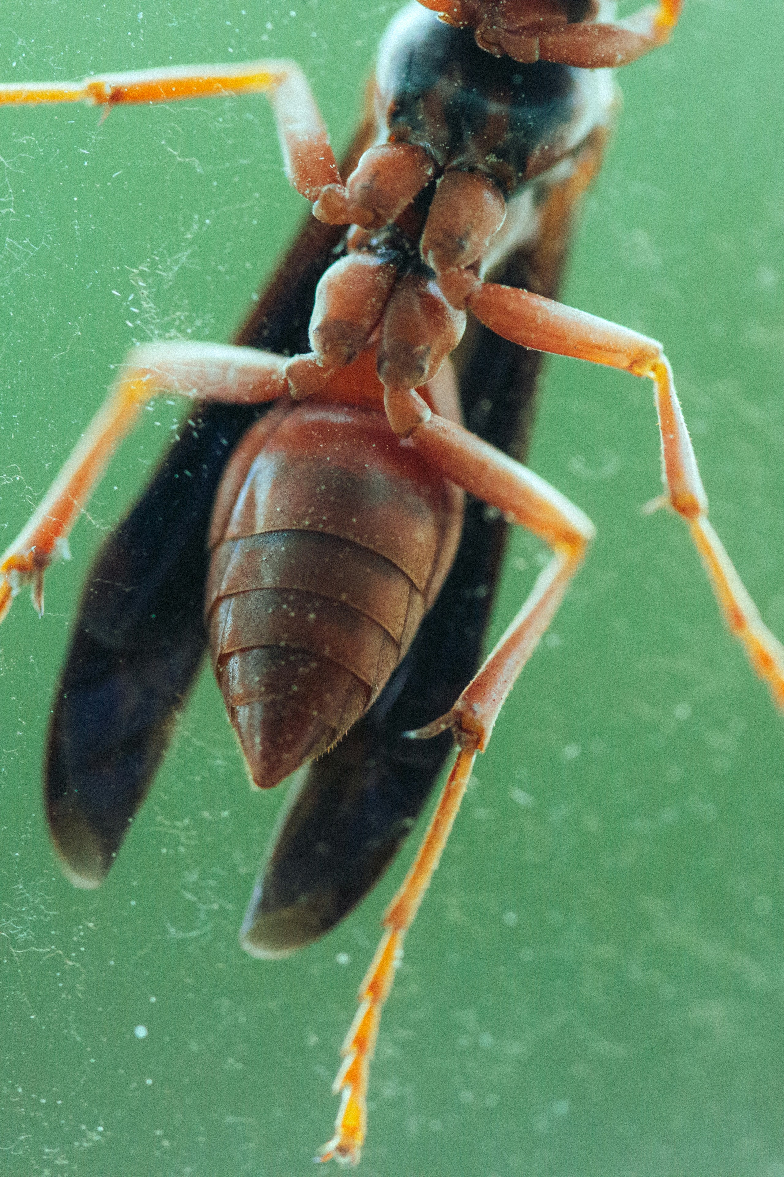 Close-up view of a brown wasp on a green surface.