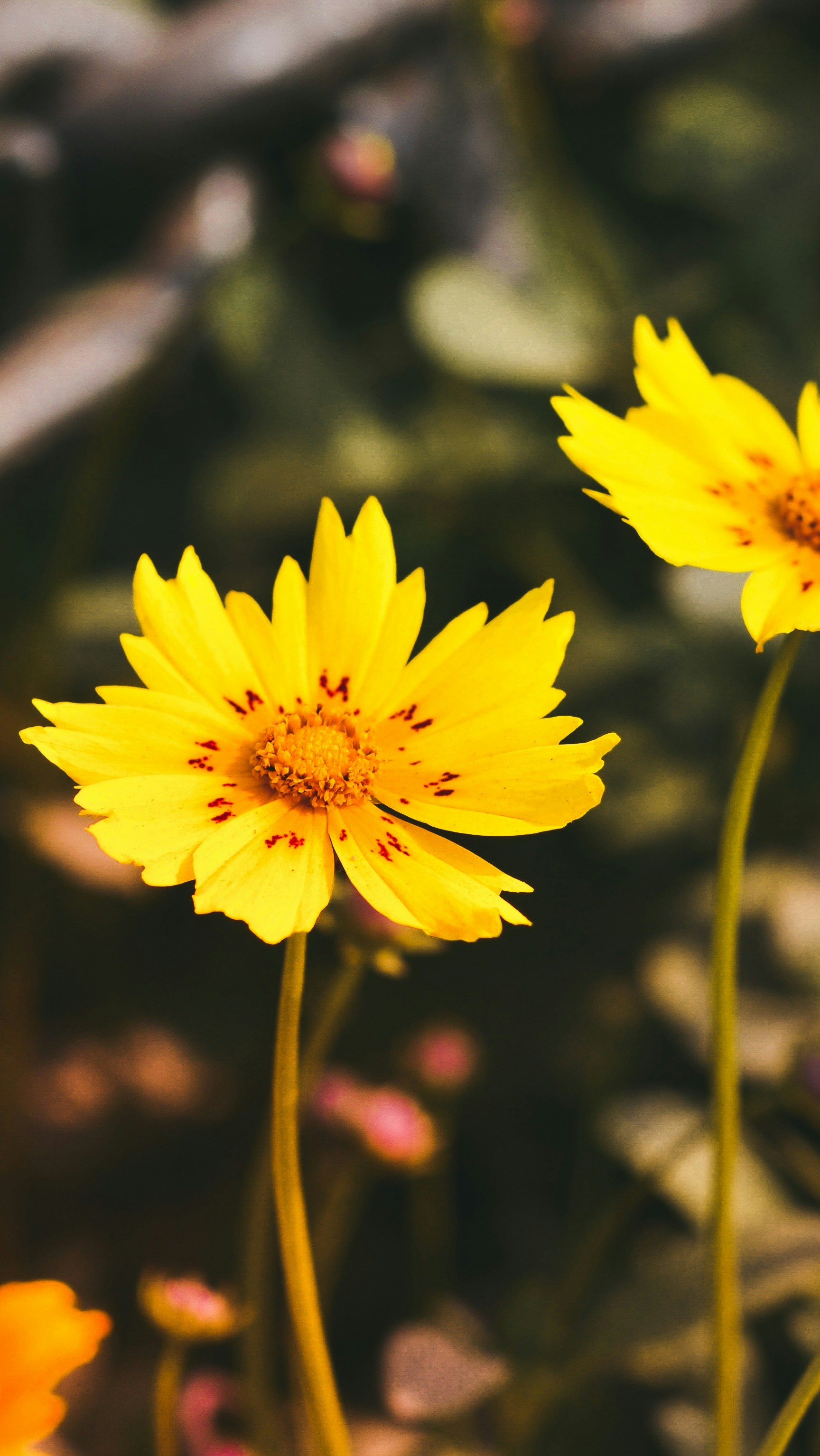 Photo by trailsbyaram