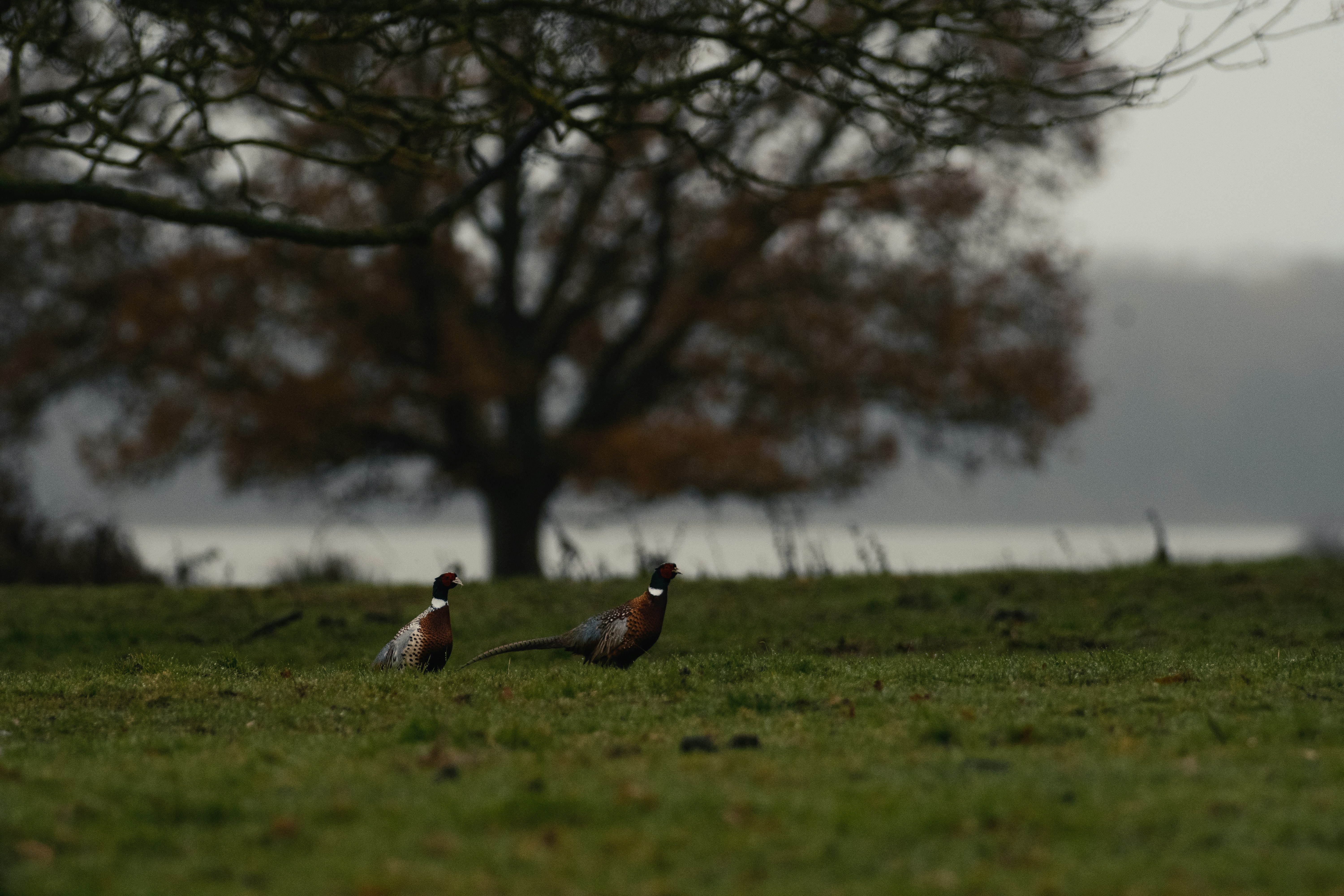 Two pheasants walk across a grassy field.