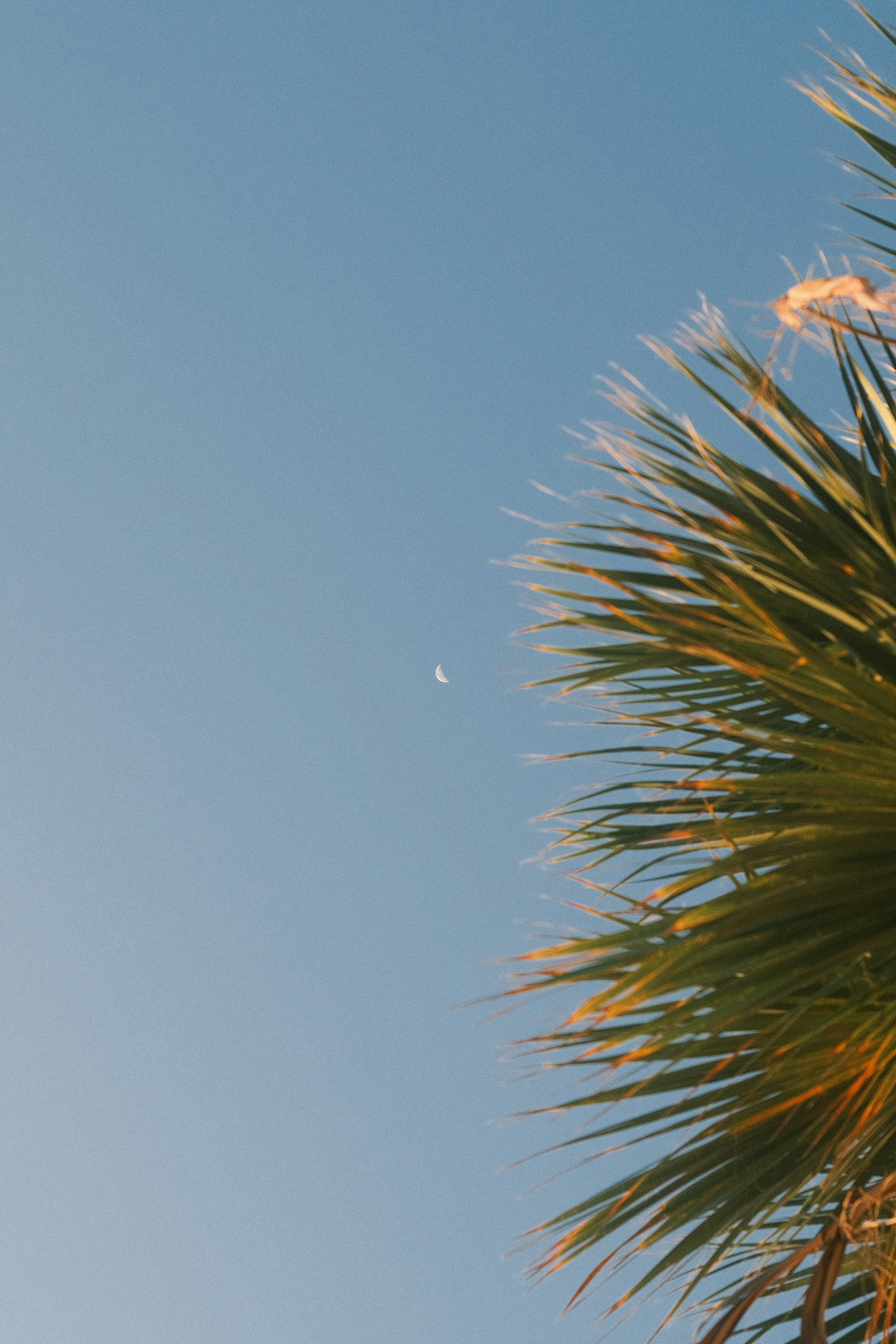Sichelmond am klaren blauen Himmel über Palmwedeln