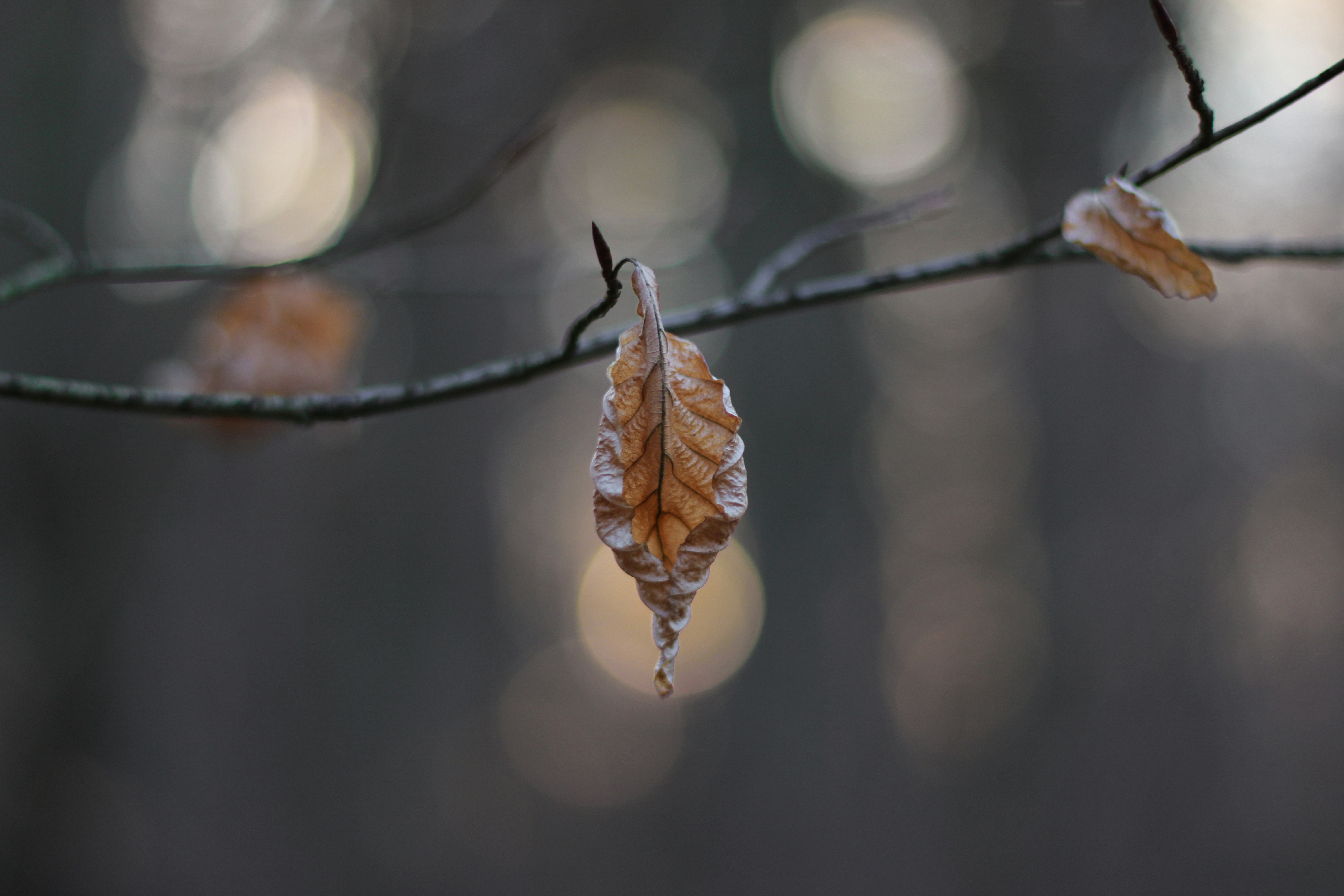 Photo by mohammad_ebesh