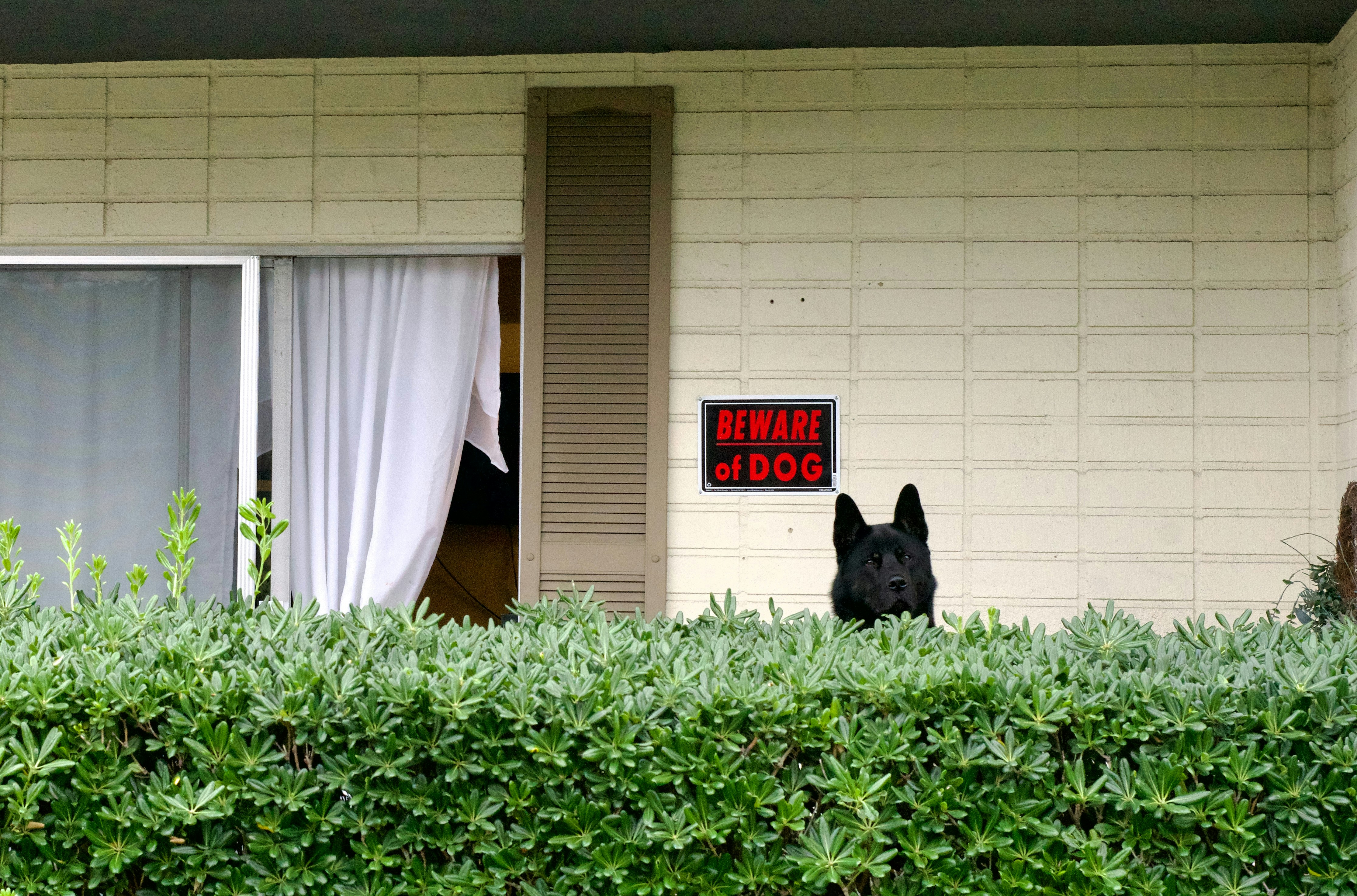 Black dog behind hedge with beware of dog sign