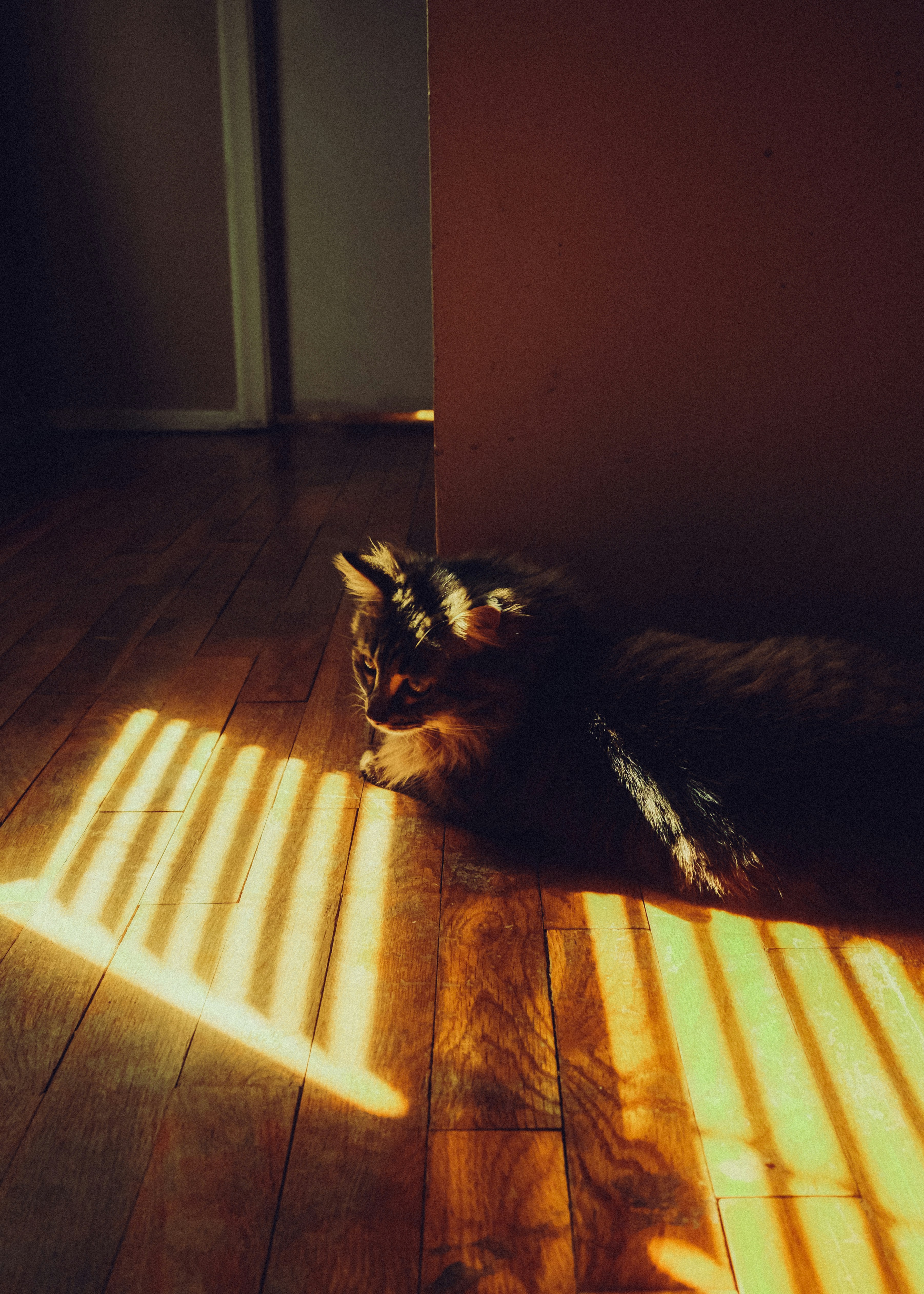 A cat rests on a wooden floor in striped sunlight.