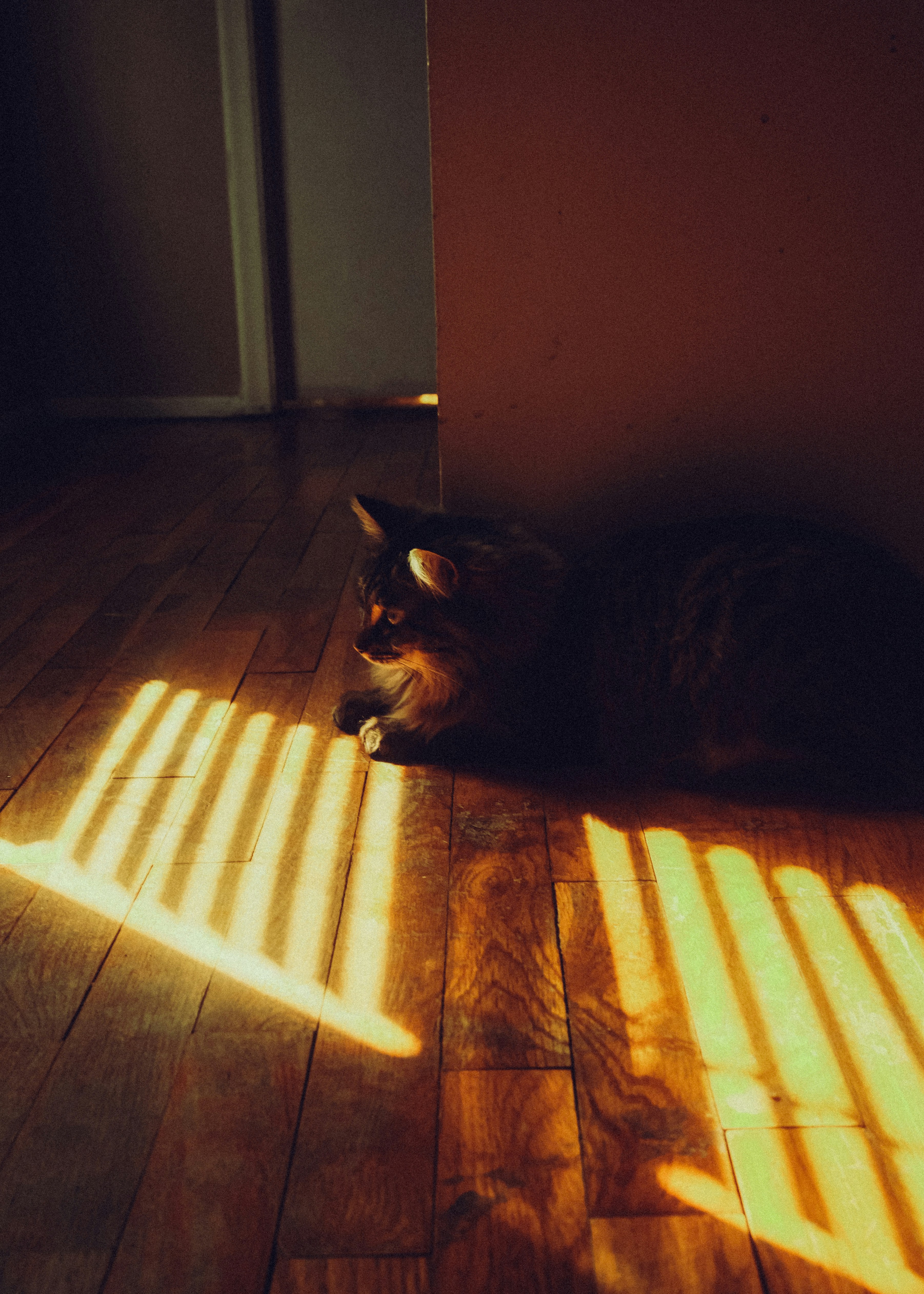 A cat rests in warm sunlight stripes on wooden floor.