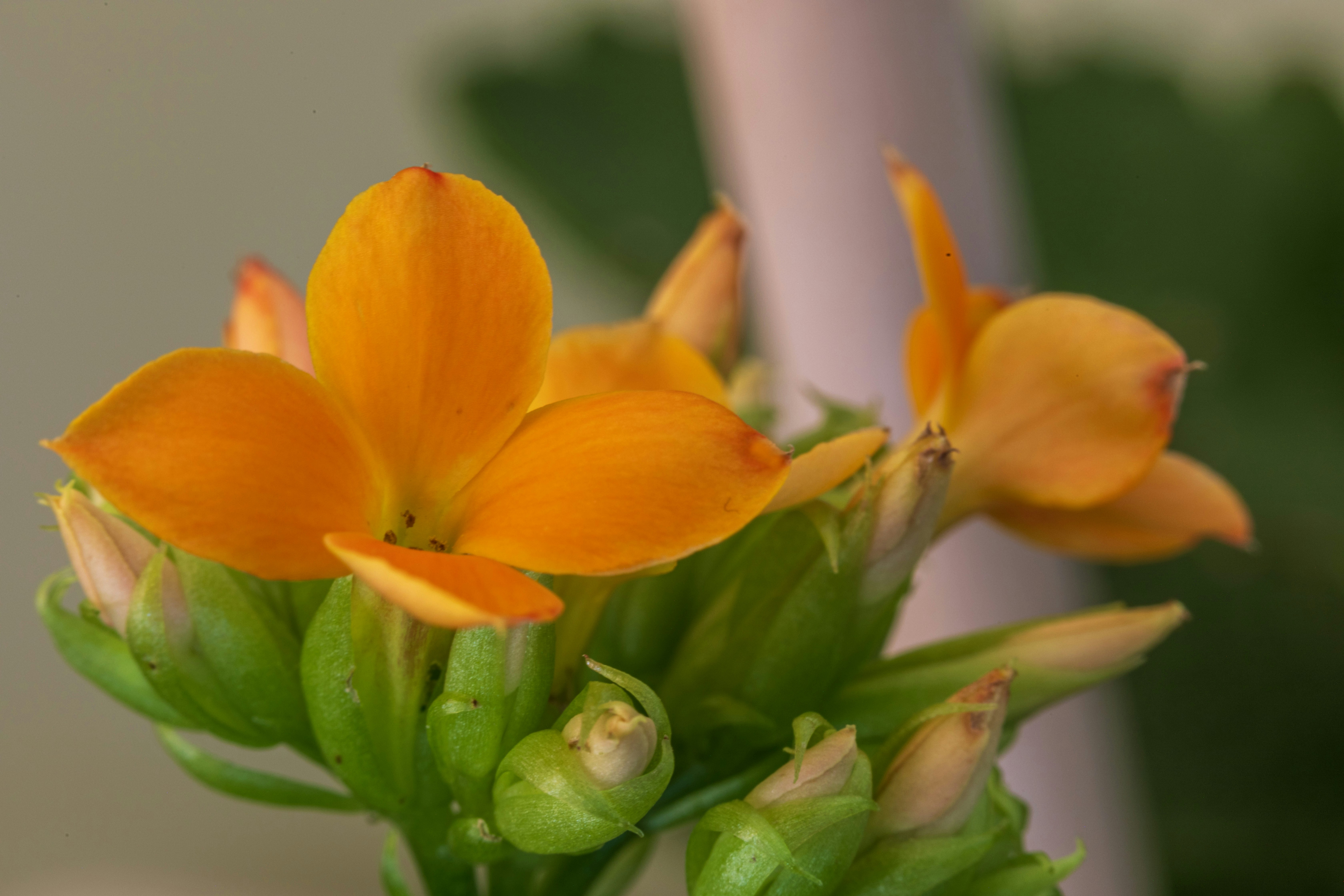 Close-up of bright orange flowers with green buds.