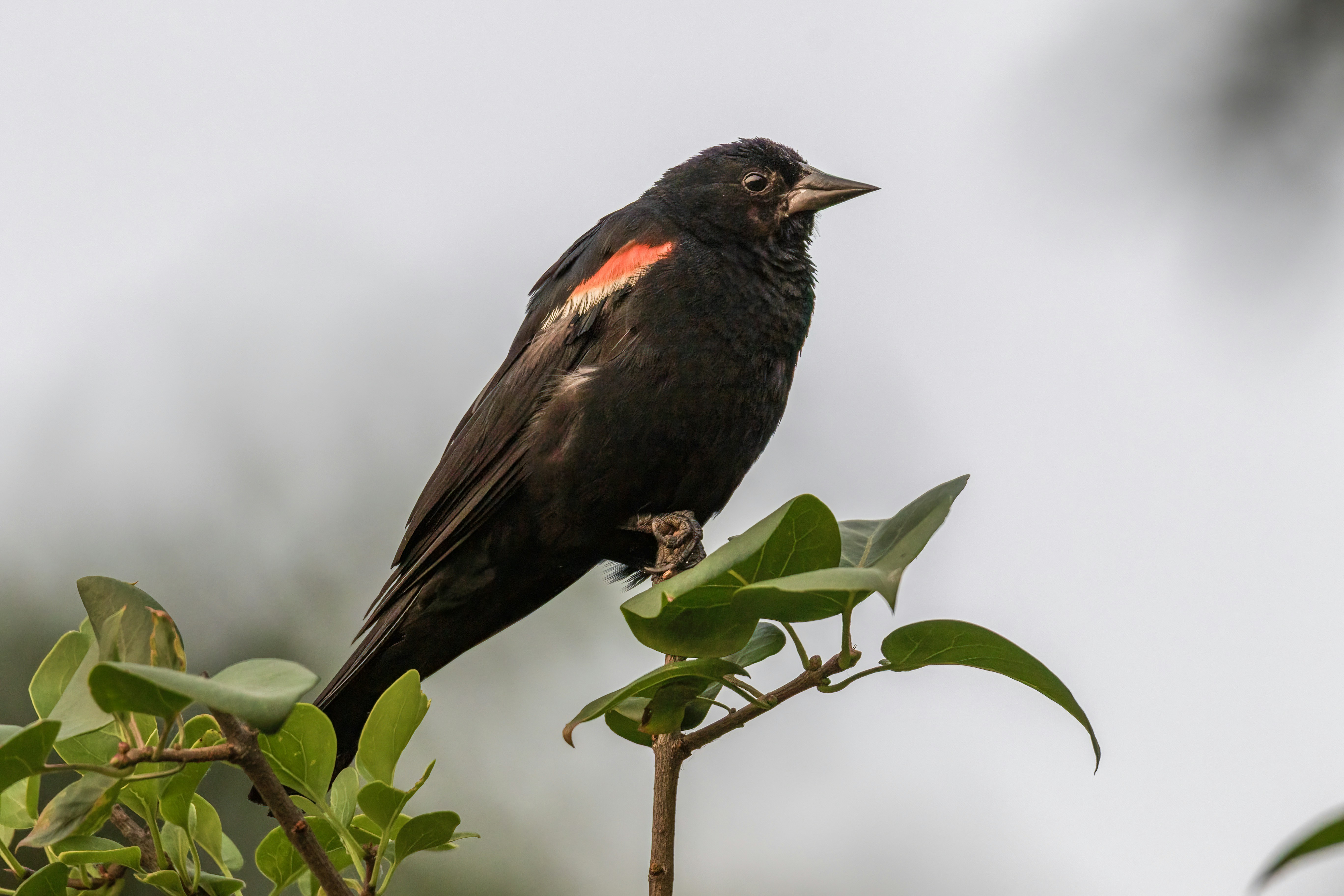 A black bird with red markings sits on a branch.