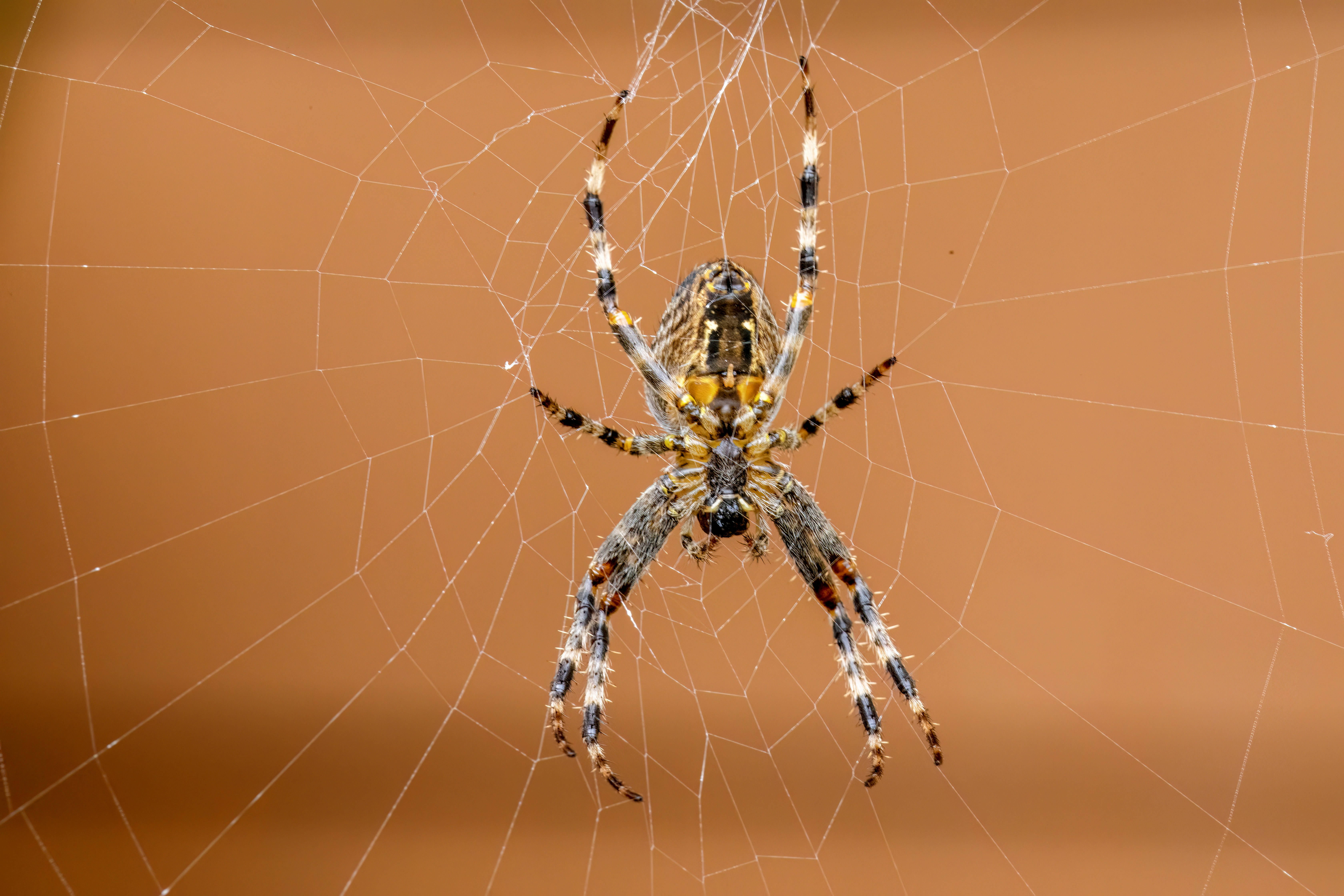 A spider hangs in its intricate web.