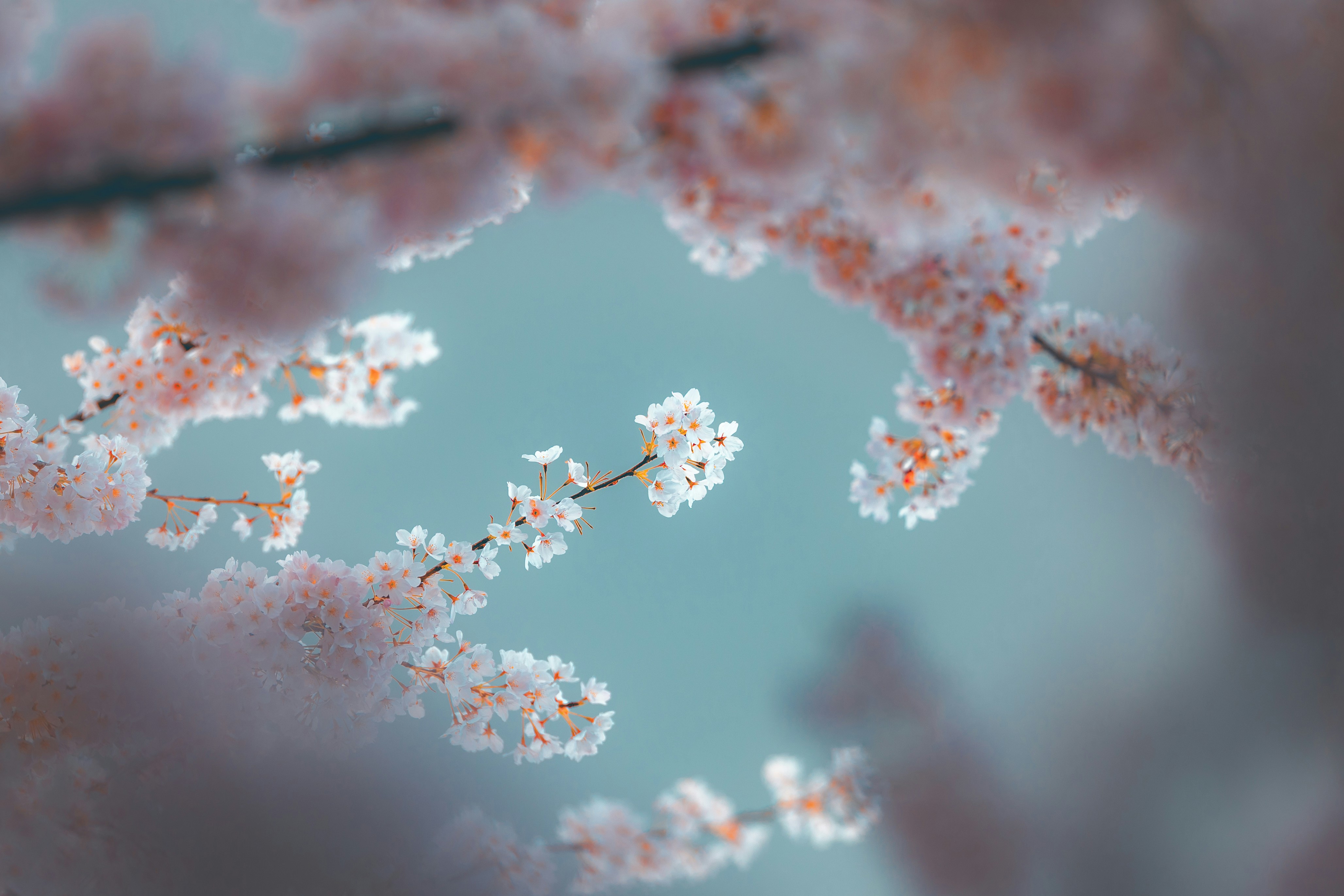 Soft pink cherry blossoms against a pale blue sky.
