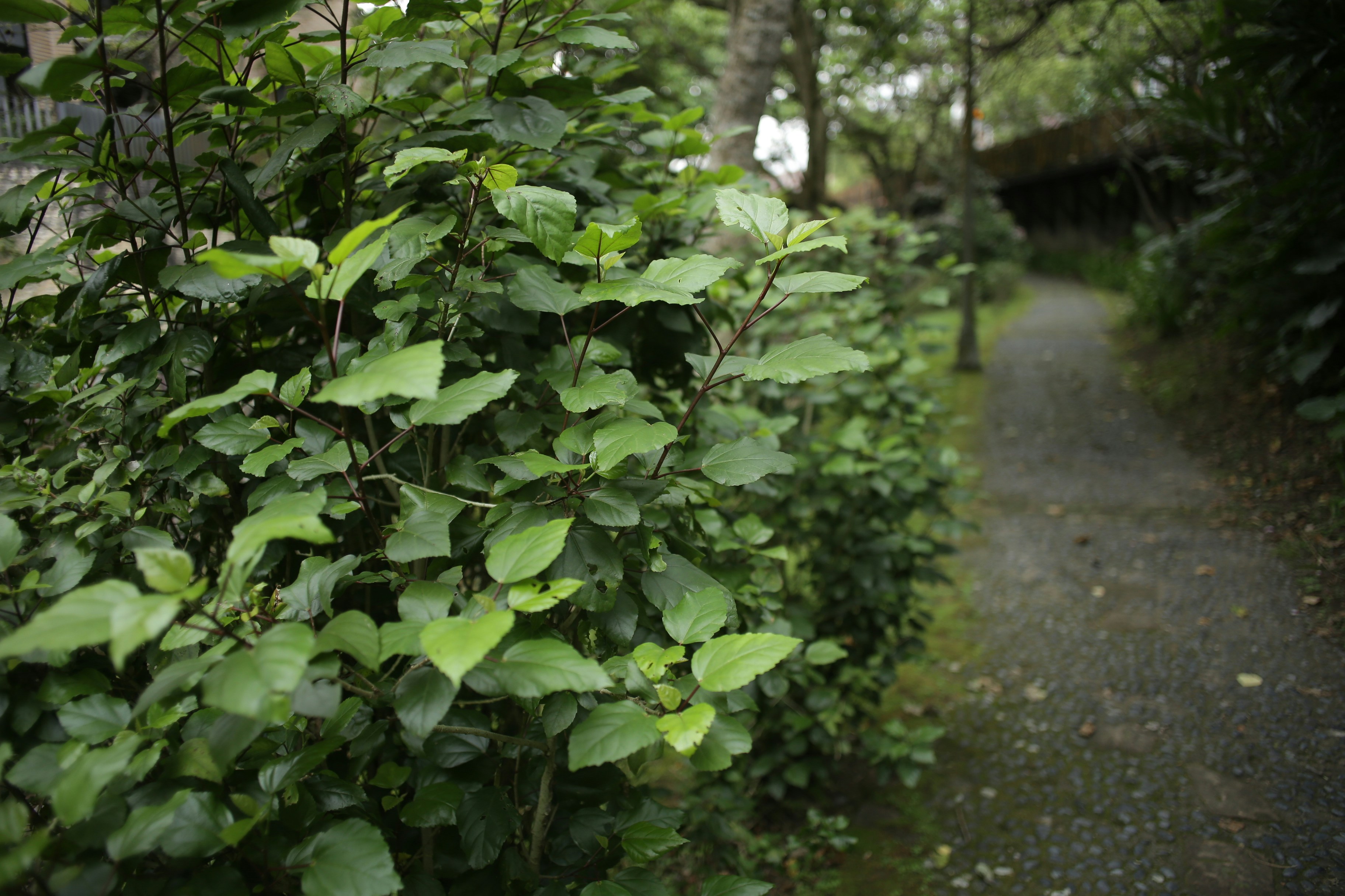 A lush green path winds through dense foliage.