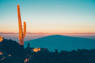 Tall saguaro cactus against a desert landscape at sunset