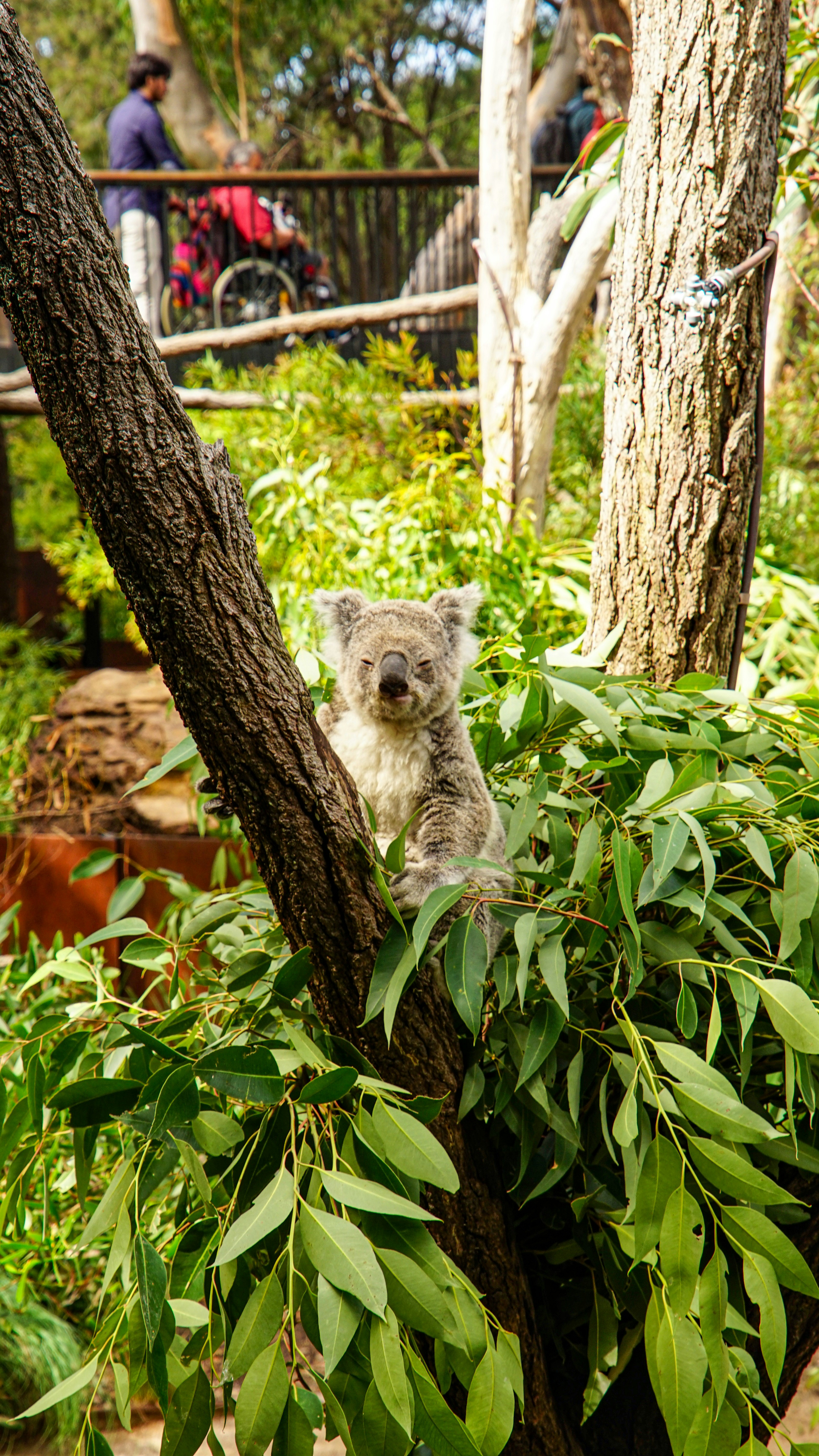 A koala sits in a eucalyptus tree surrounded by leaves.