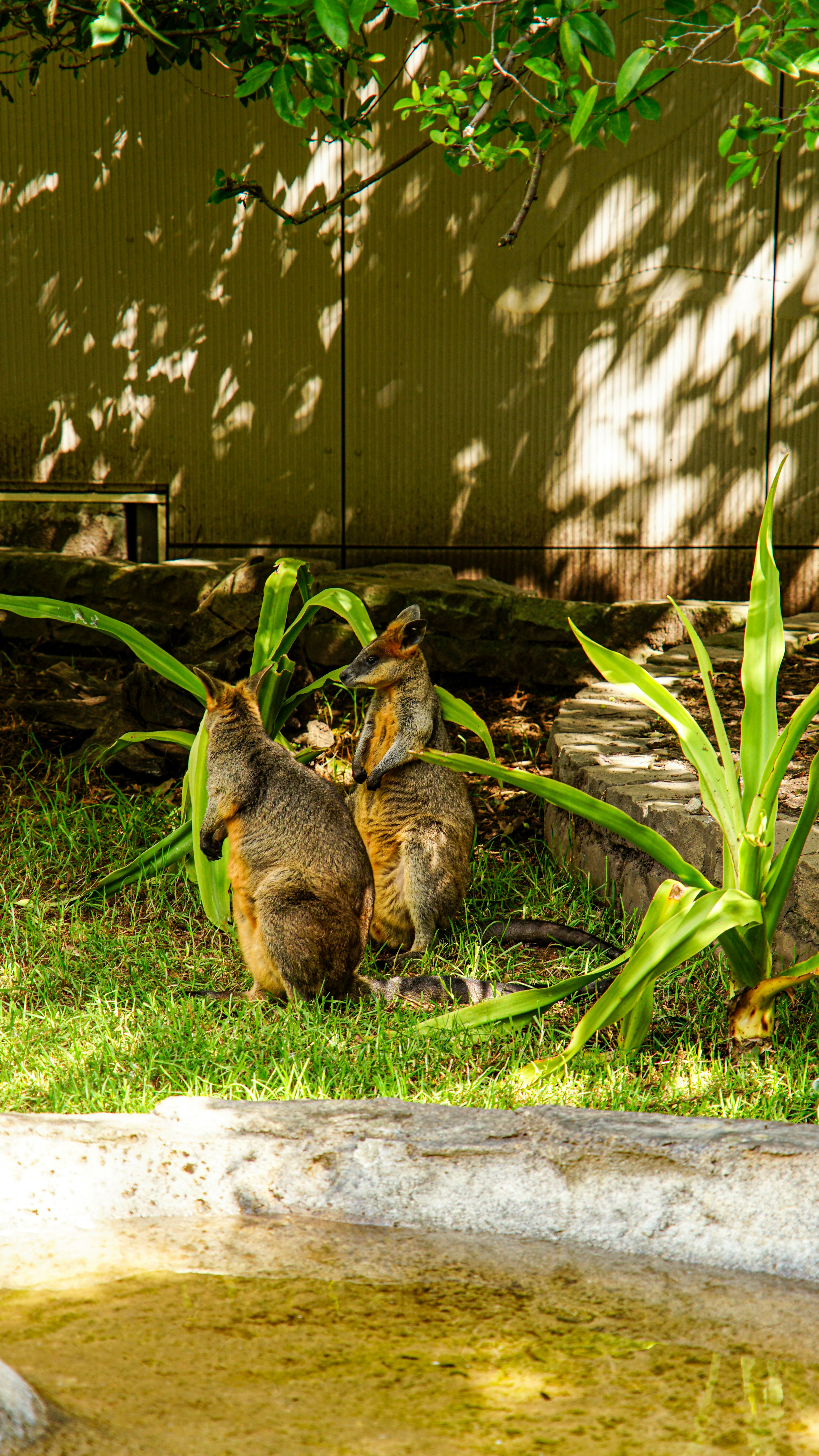 Two wallabies stand near green plants and a pond.
