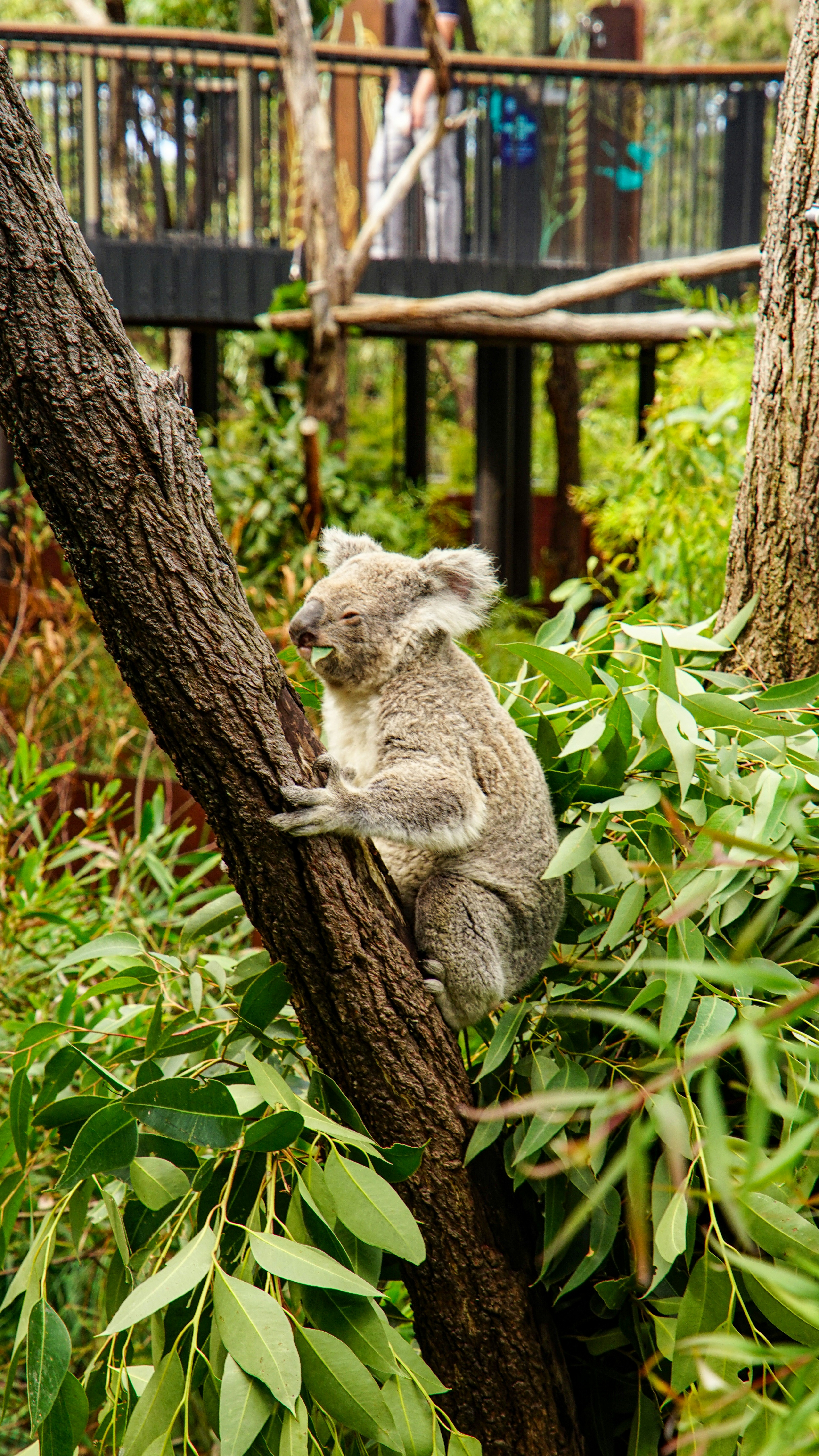 A koala sits on a tree branch surrounded by leaves.