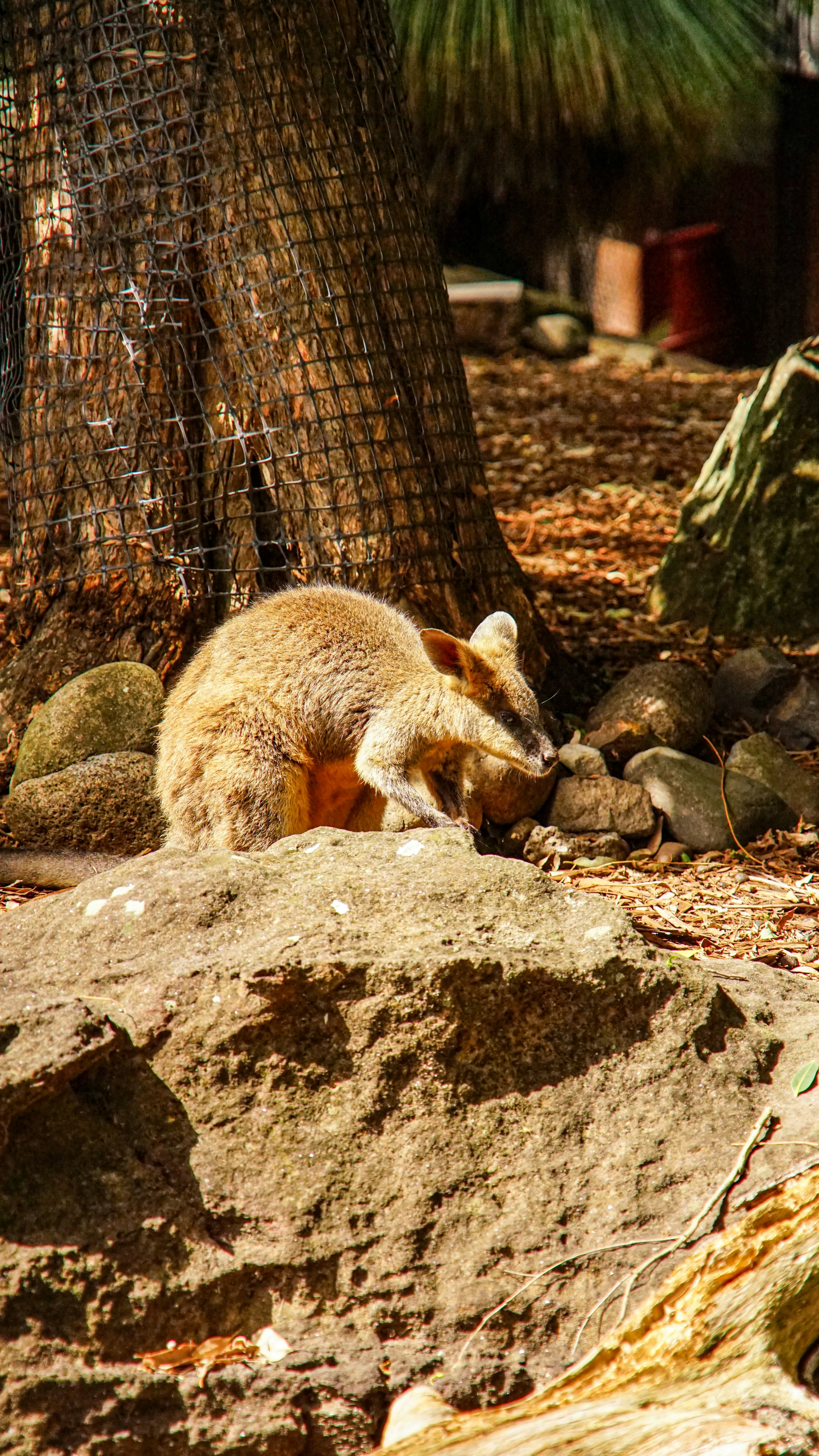 A small kangaroo-like animal on rocks near a tree.