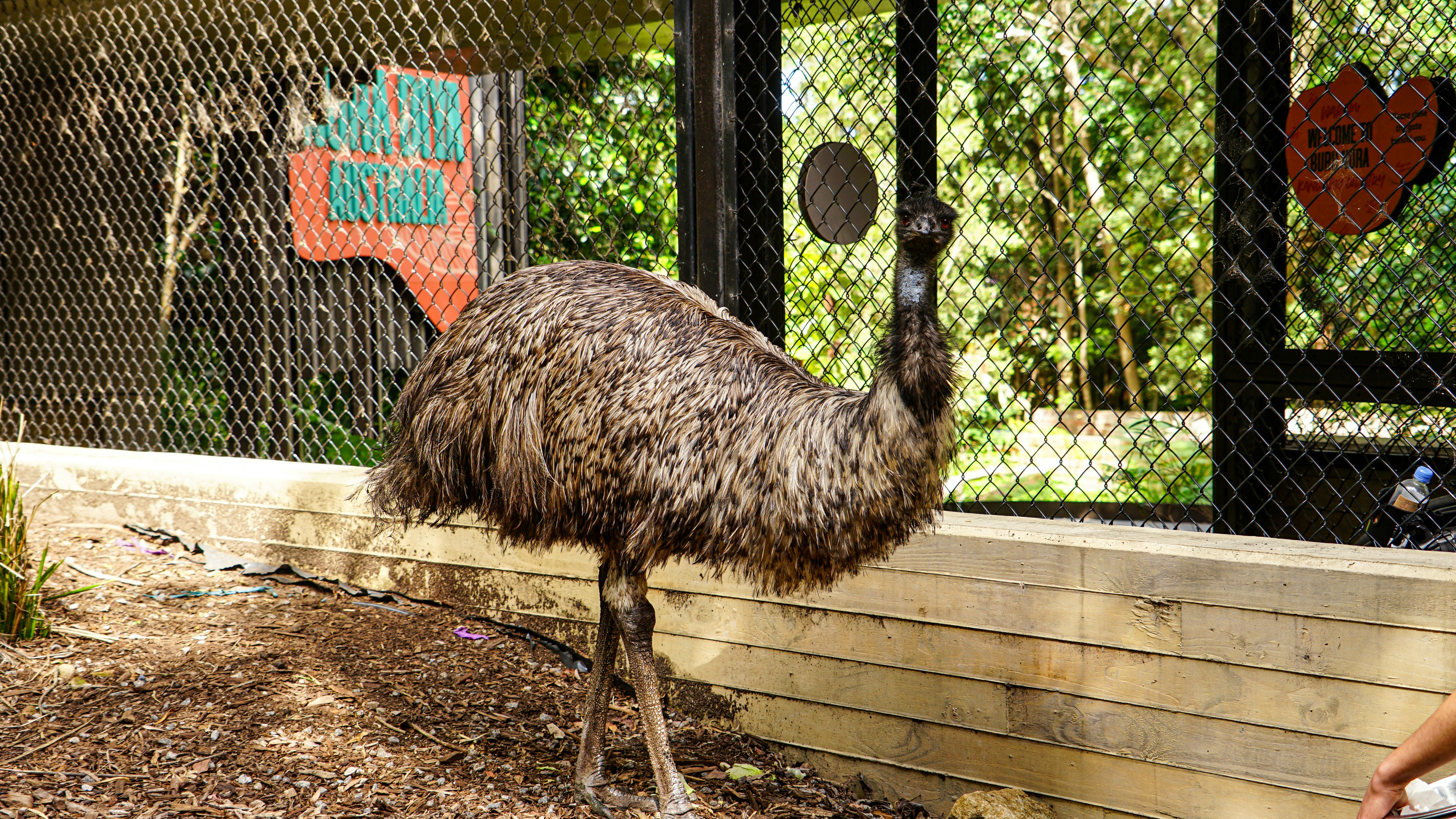 An emu stands in a fenced enclosure with trees behind.