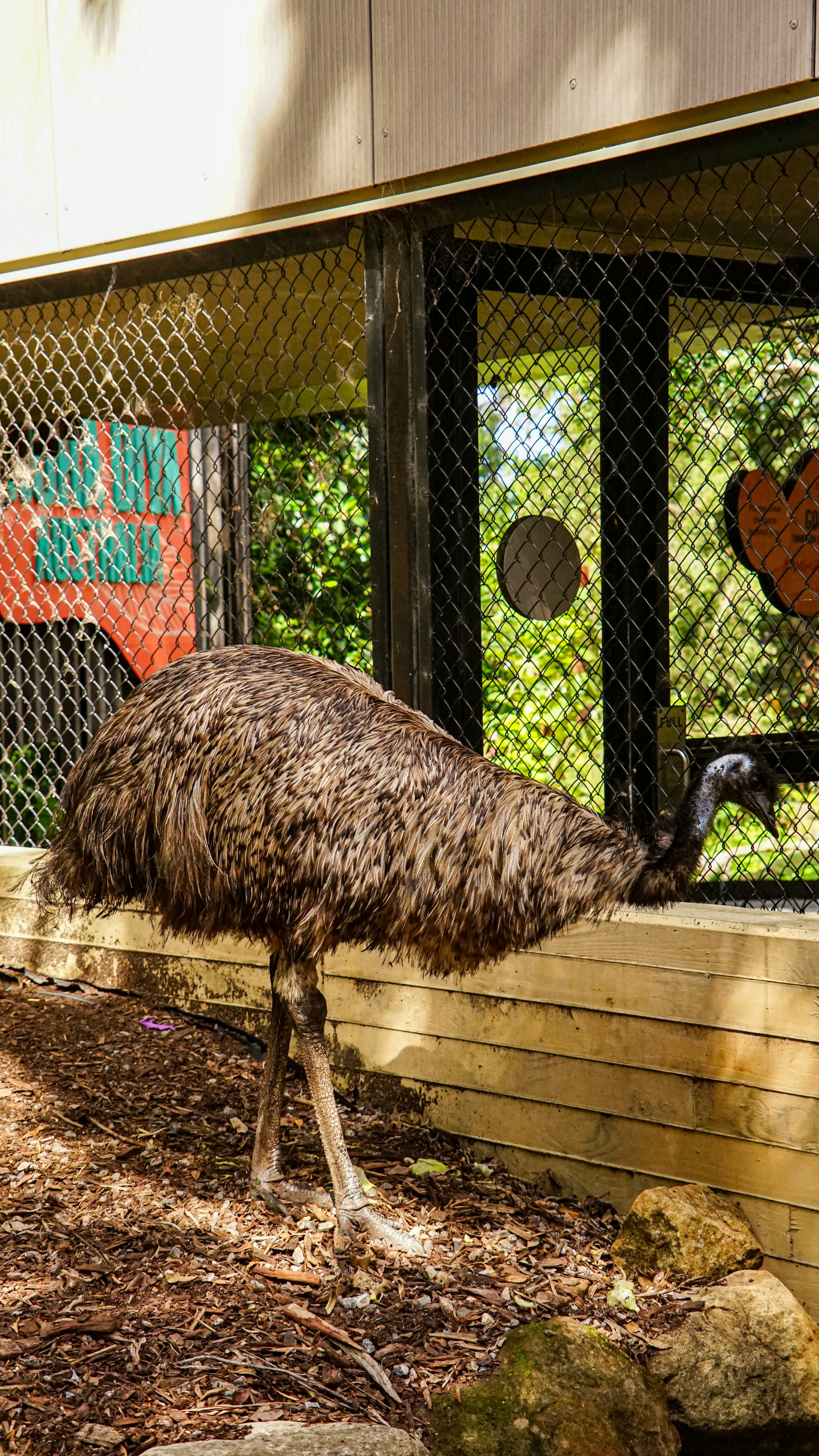 An emu stands near a wooden fence in an enclosure.