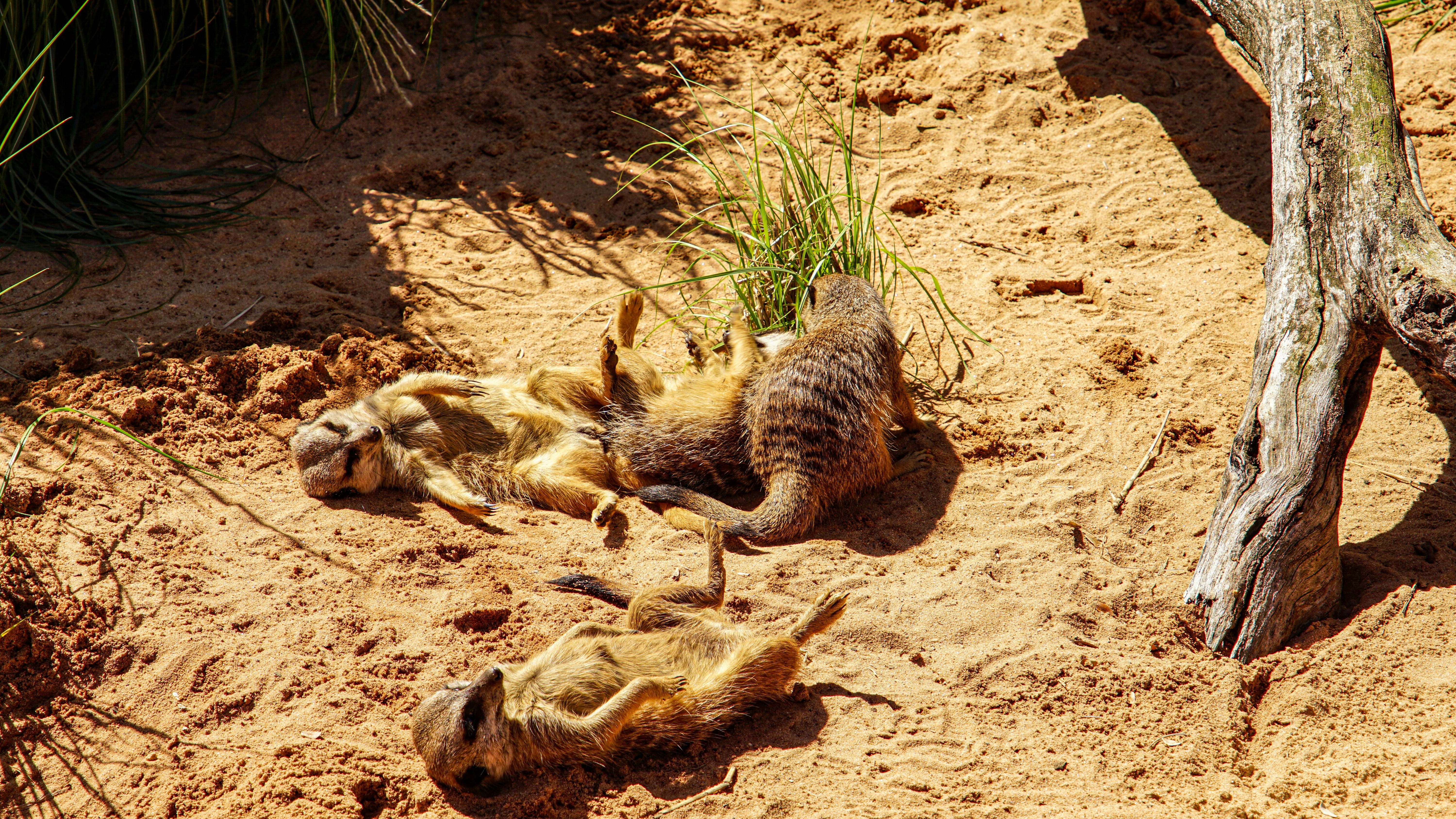 Meerkats lounging and playing on sandy ground.
