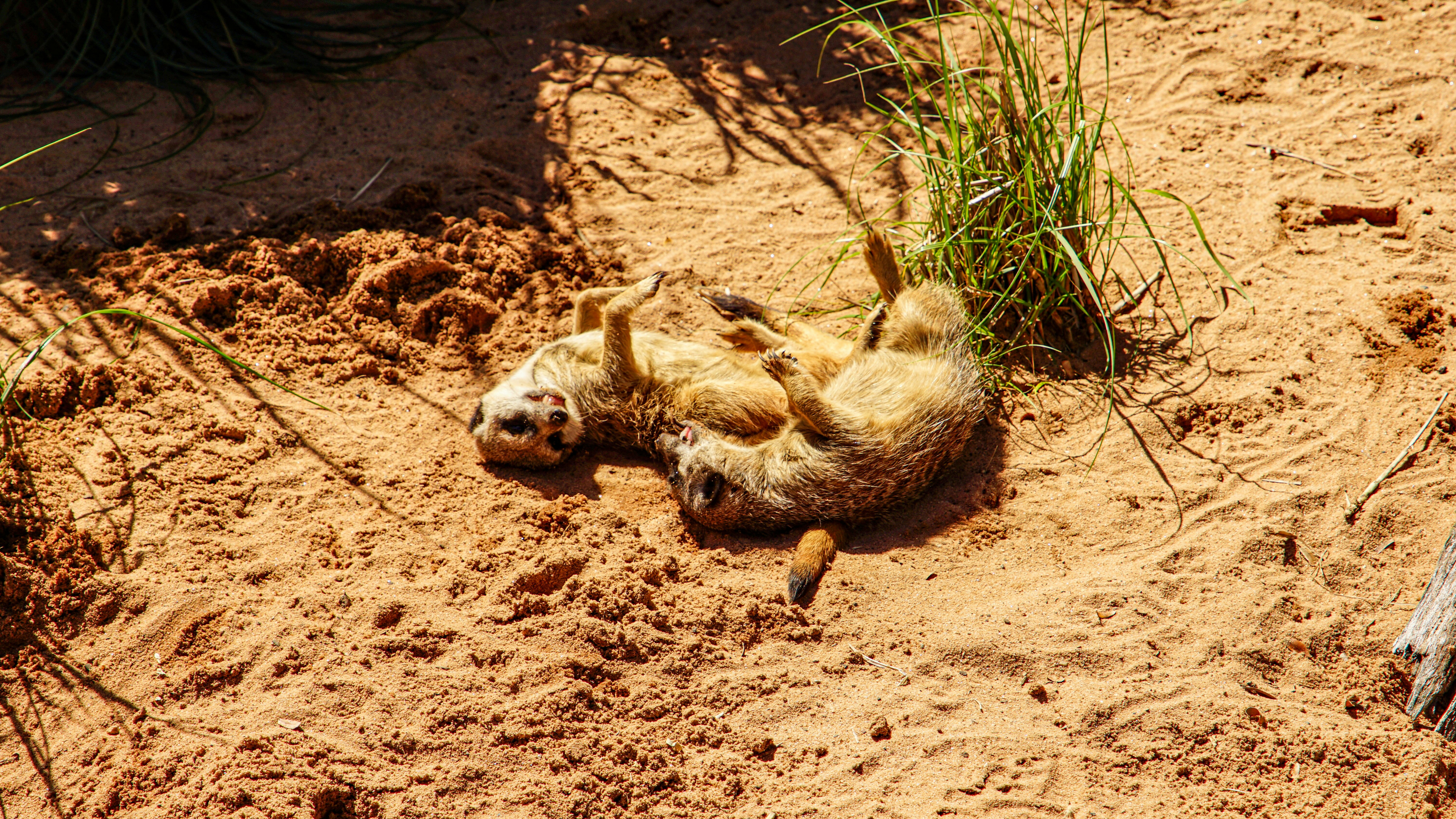 A meerkat rolls on its back in the sand.