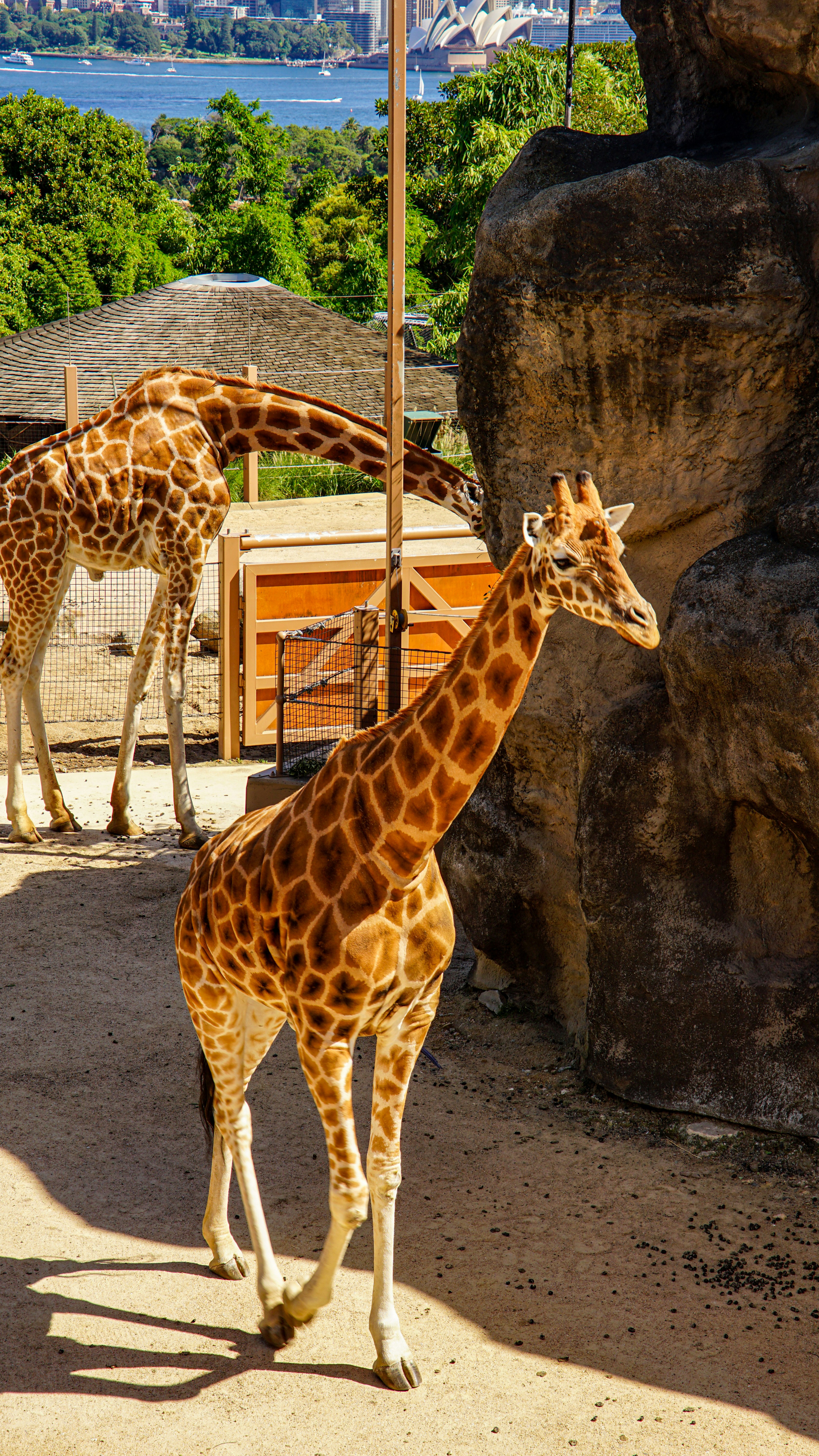 Two giraffes in an enclosure with a city skyline behind.