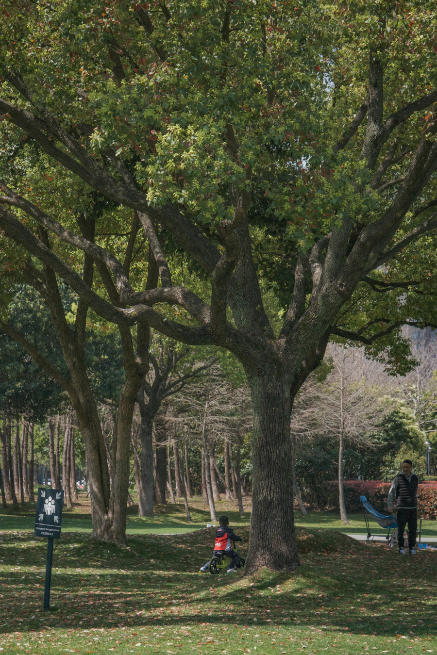 Community park with trees and child cycling