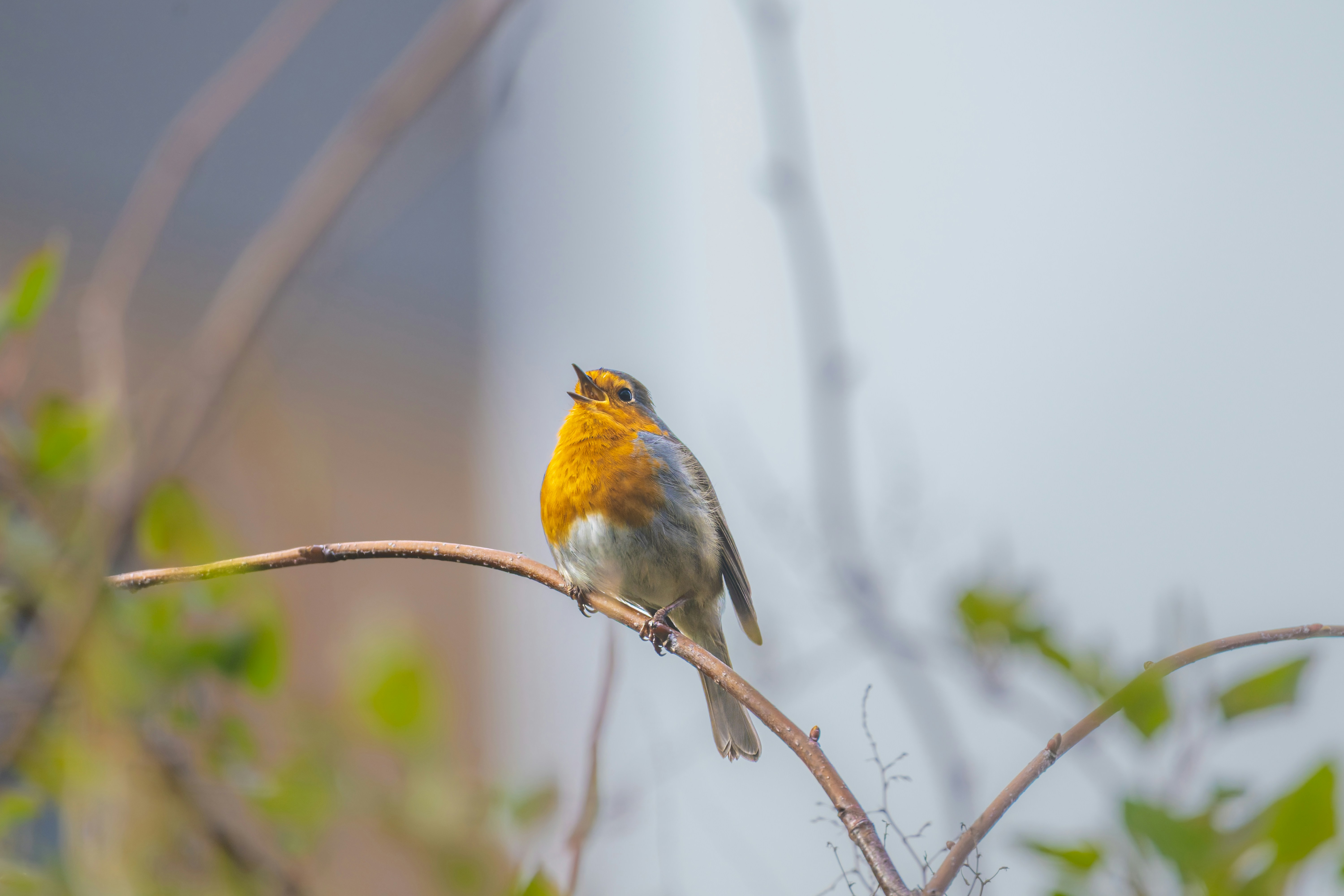 Um tordo empoleirado em um galho cantando