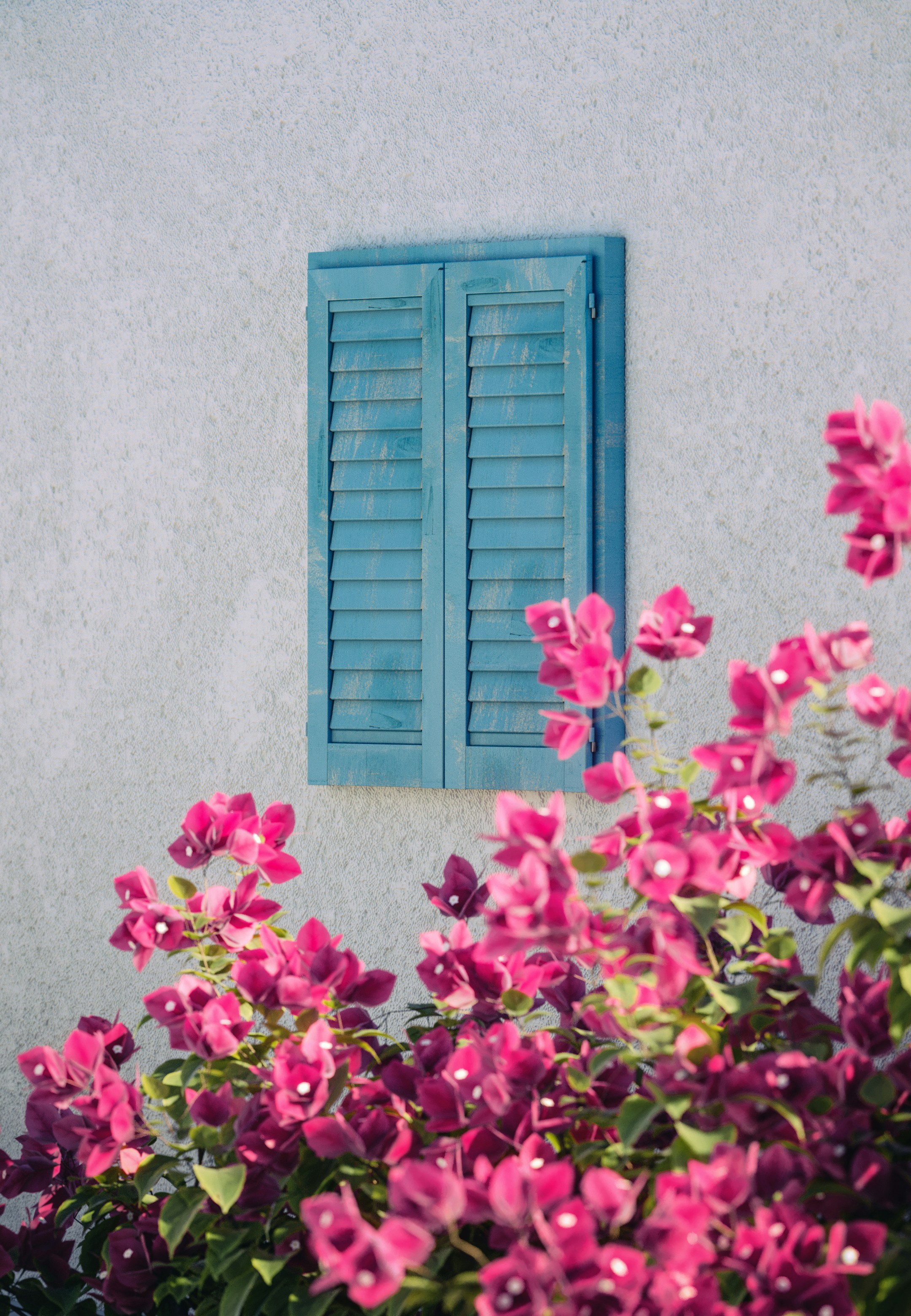 Fenêtre à volets bleus avec des fleurs roses éclatantes