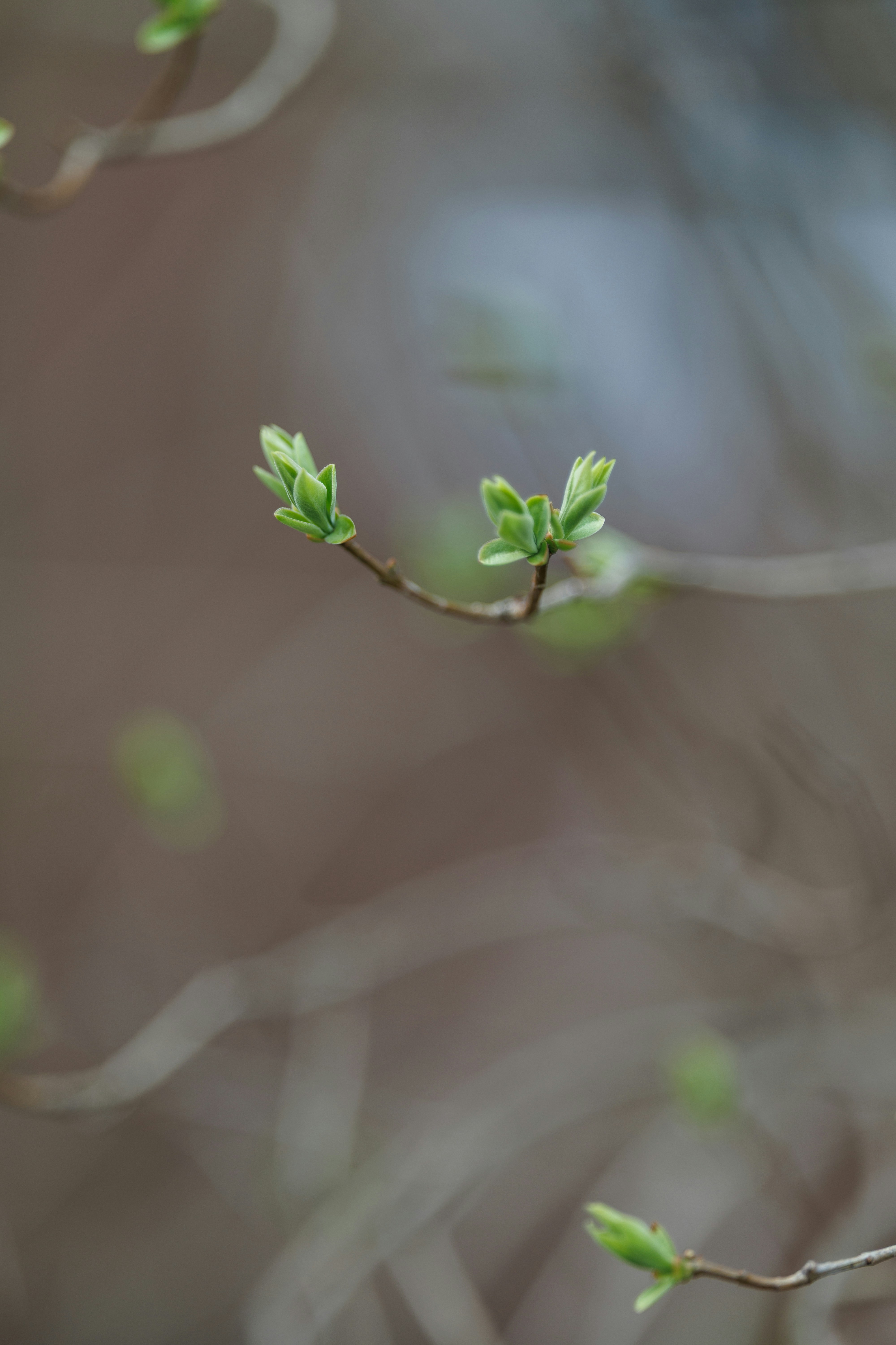 Photo by irrabagon