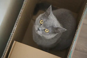 A gray cat sits in a cardboard box.
