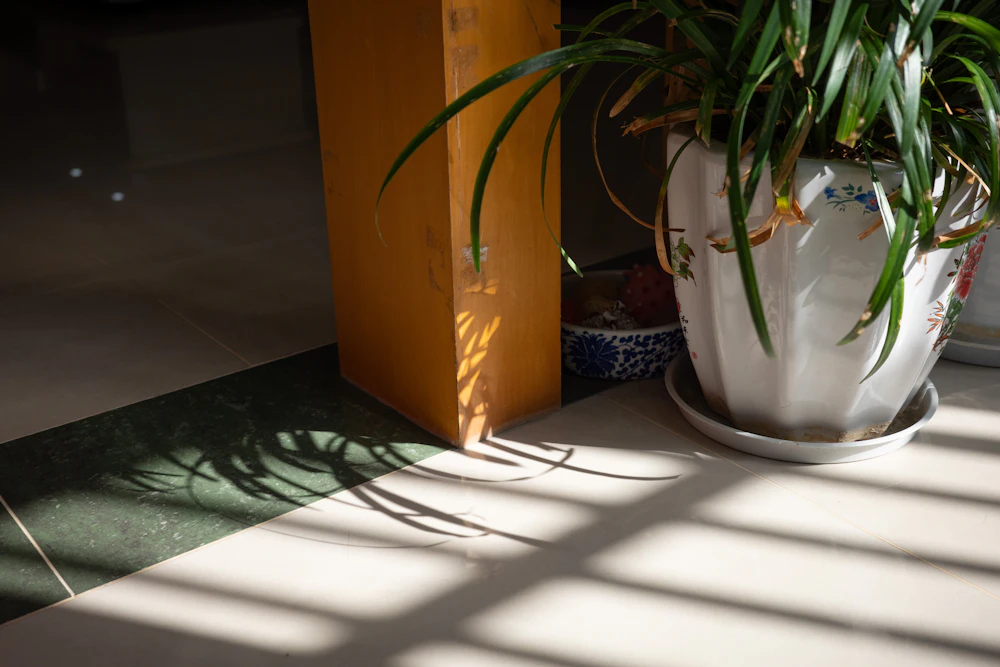 A potted plant casting shadows on a tiled floor