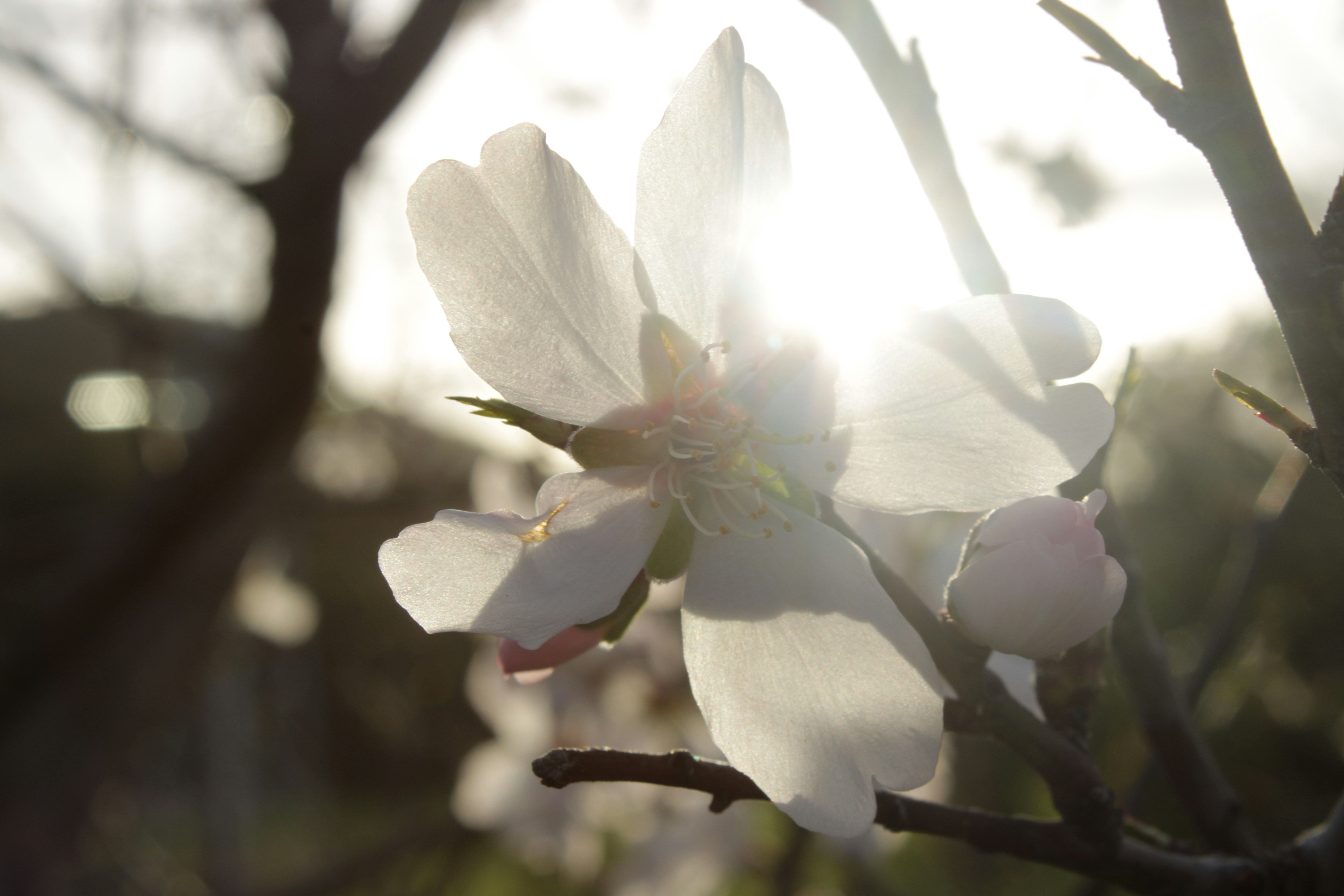 Sunlight shines through a delicate white flower.