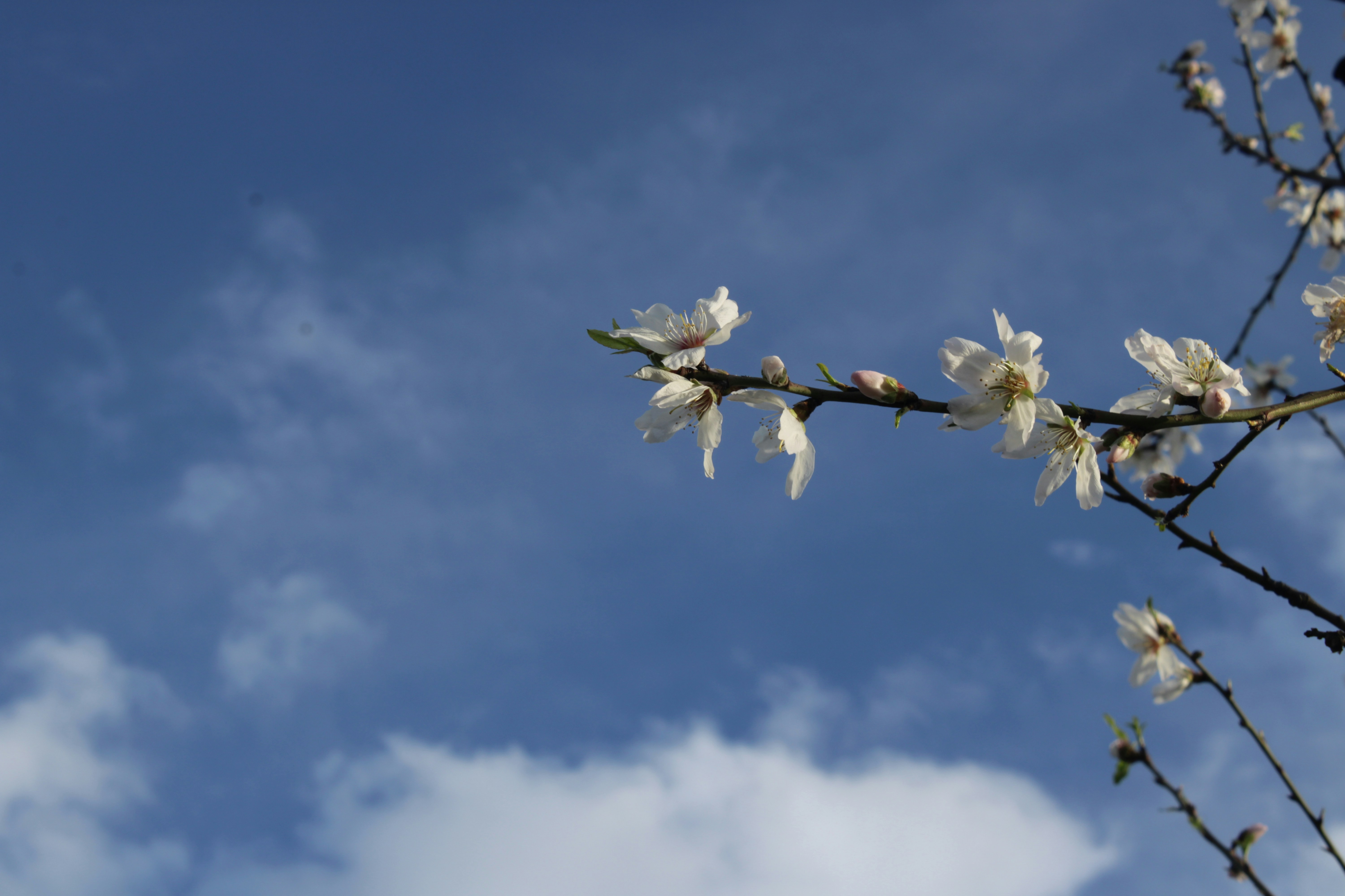 White blossoms on a tree branch against blue sky.