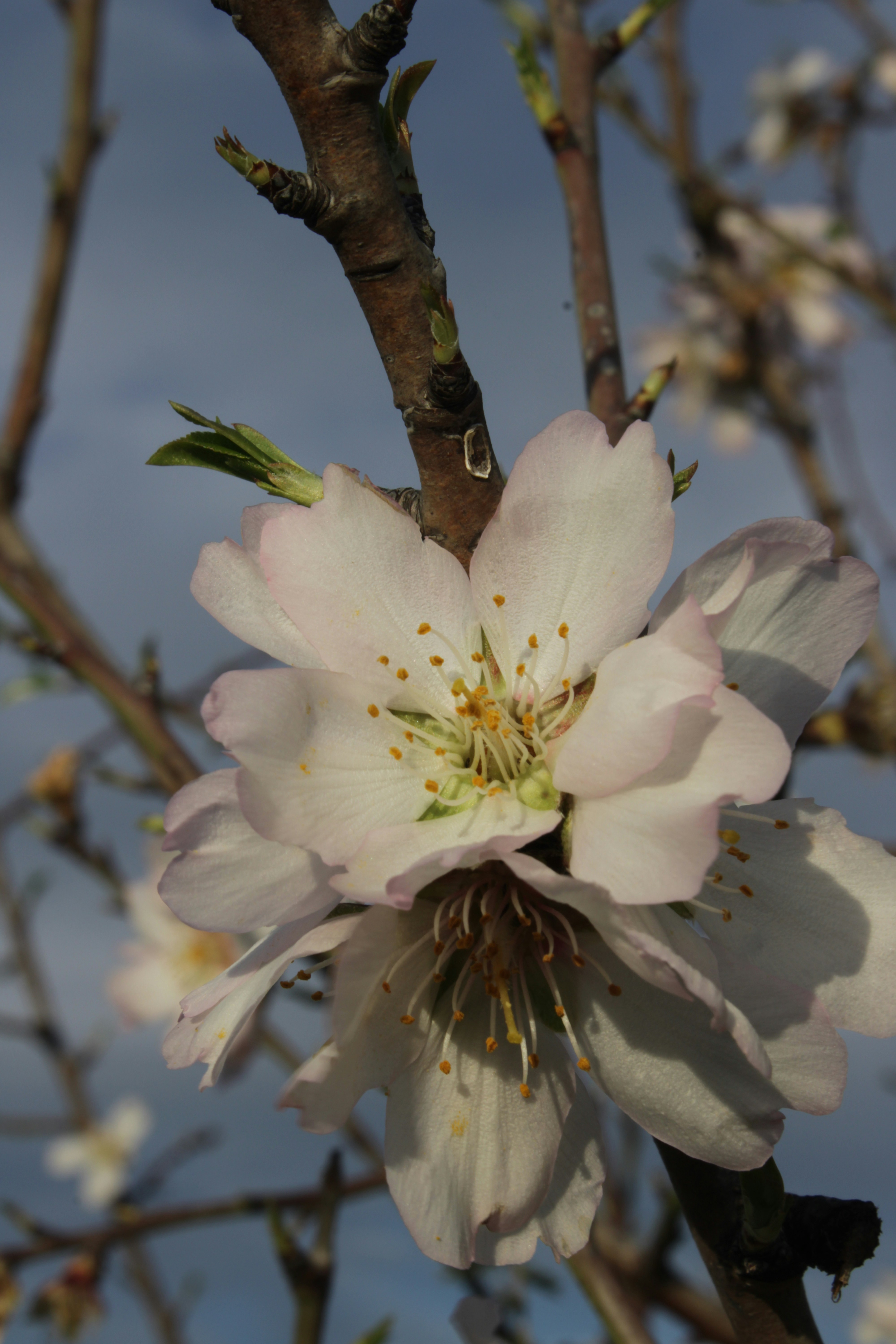 Delicate almond blossoms on a branch against the sky