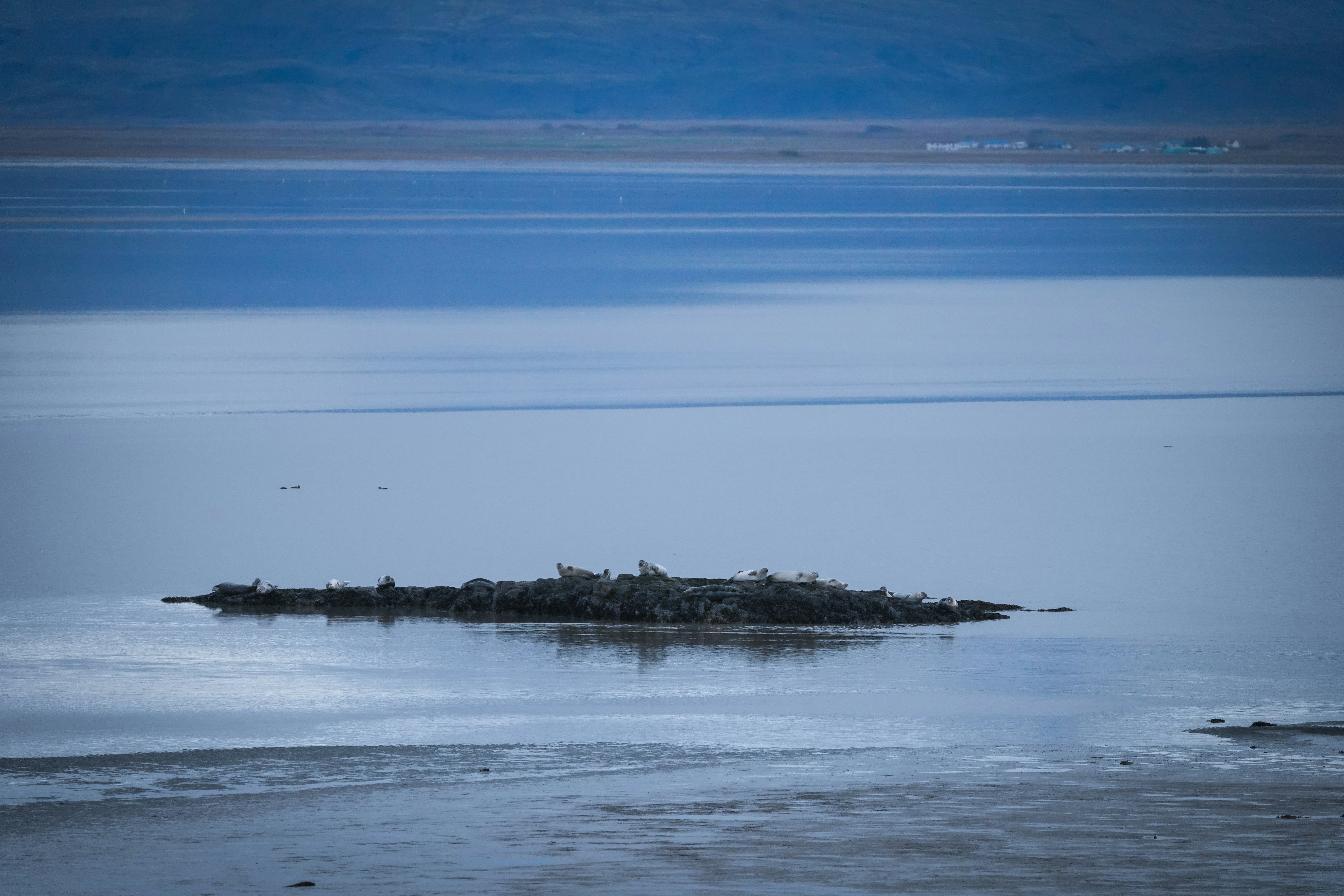 Seals resting on a small rocky island in calm water.