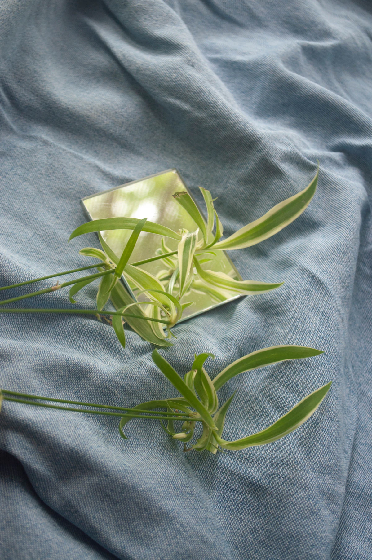 Variegated spider plant leaves with pale center stripes