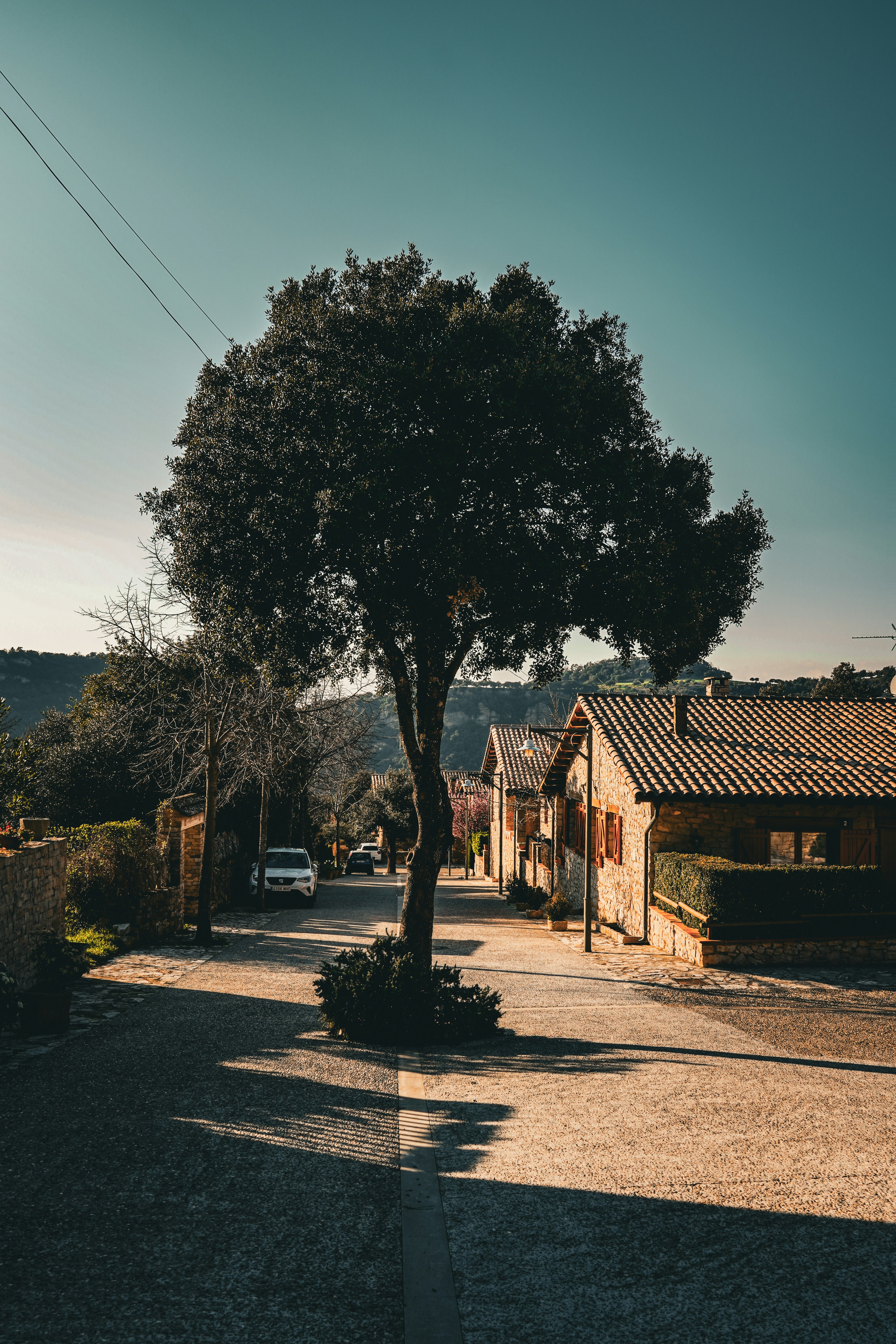 A solitary tree stands on a village street.