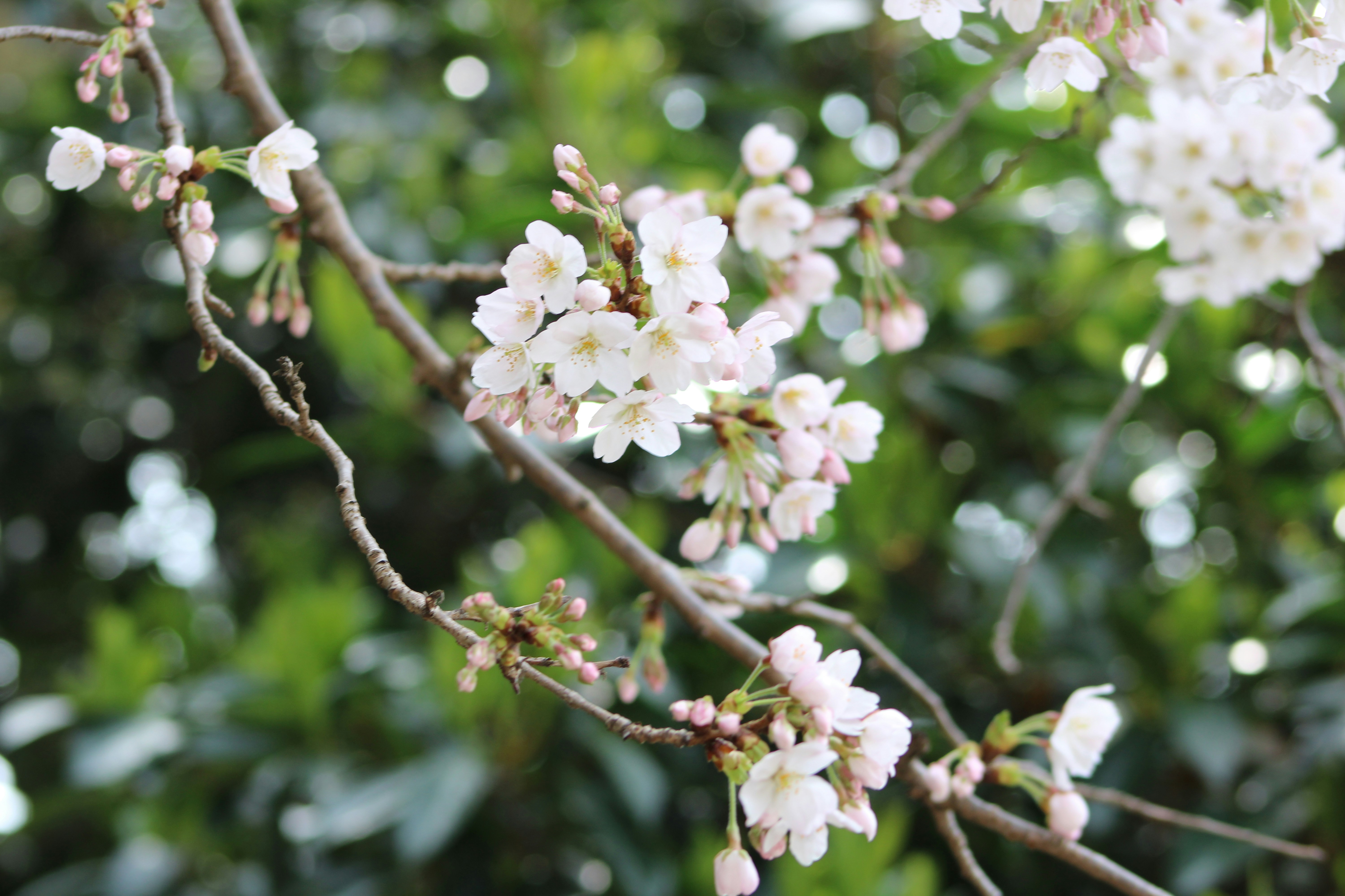 Photo by thegreatpamtaro