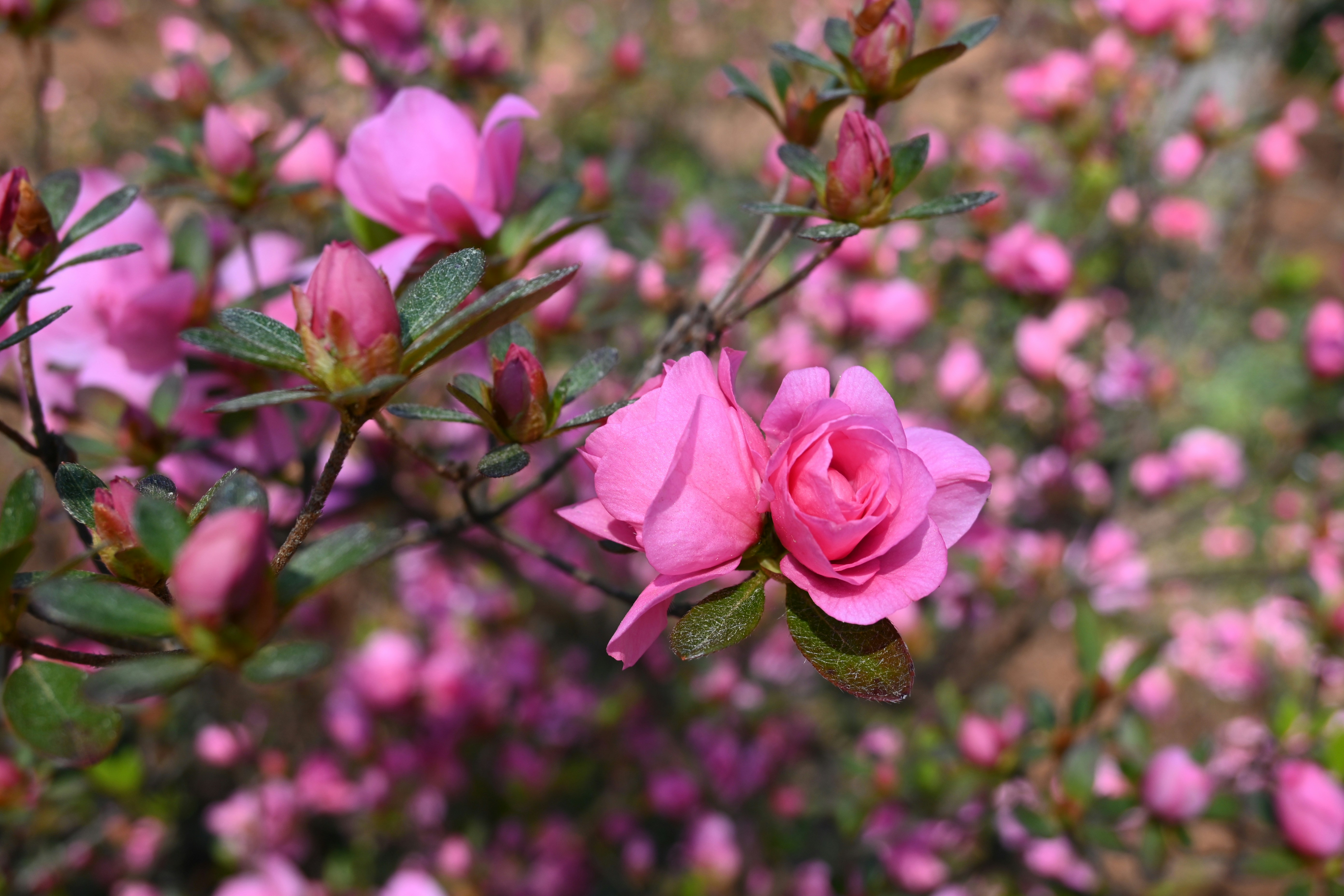 Photo by karolinabobek