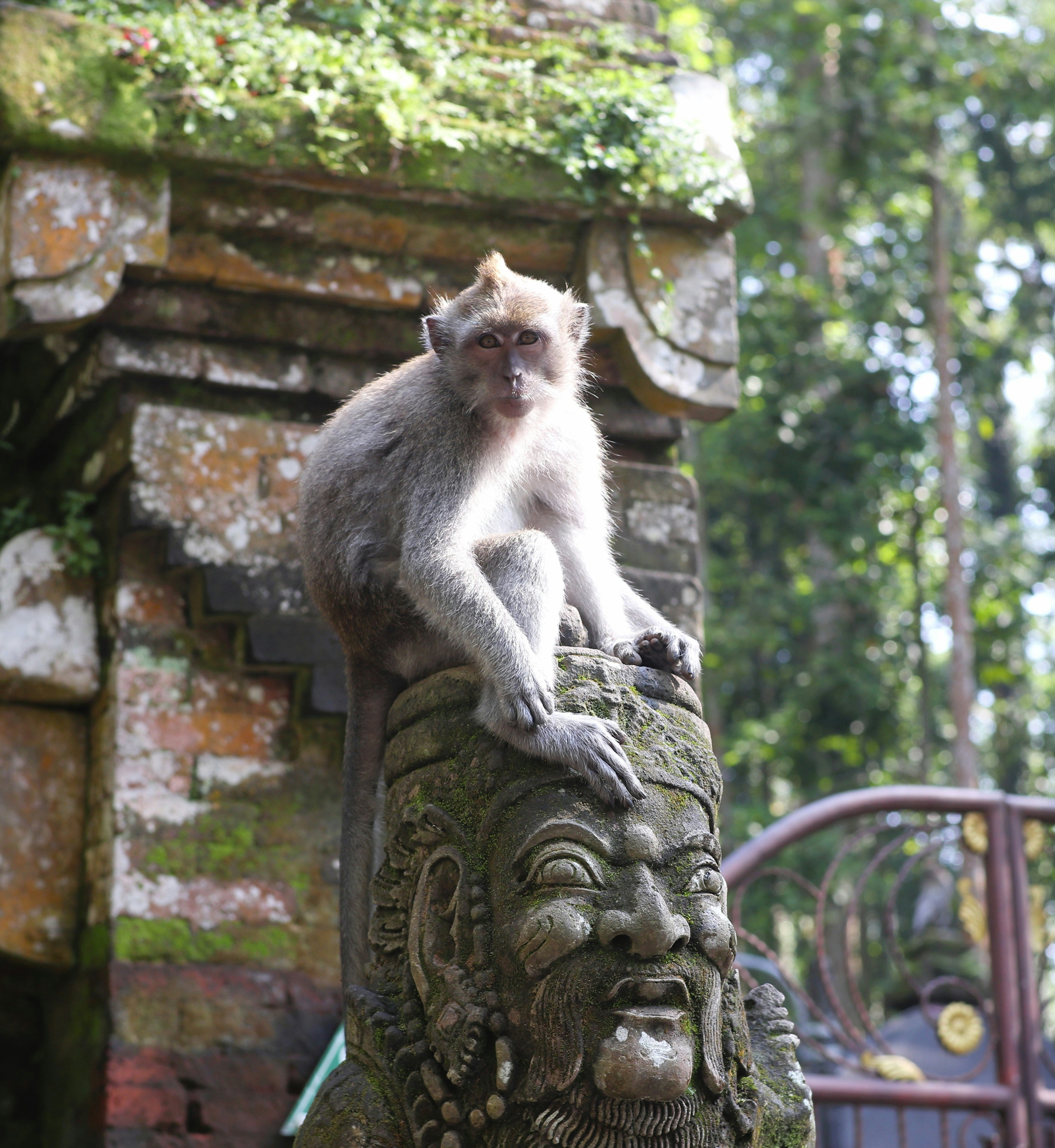 森の中の石像の上に猿が座っている。
