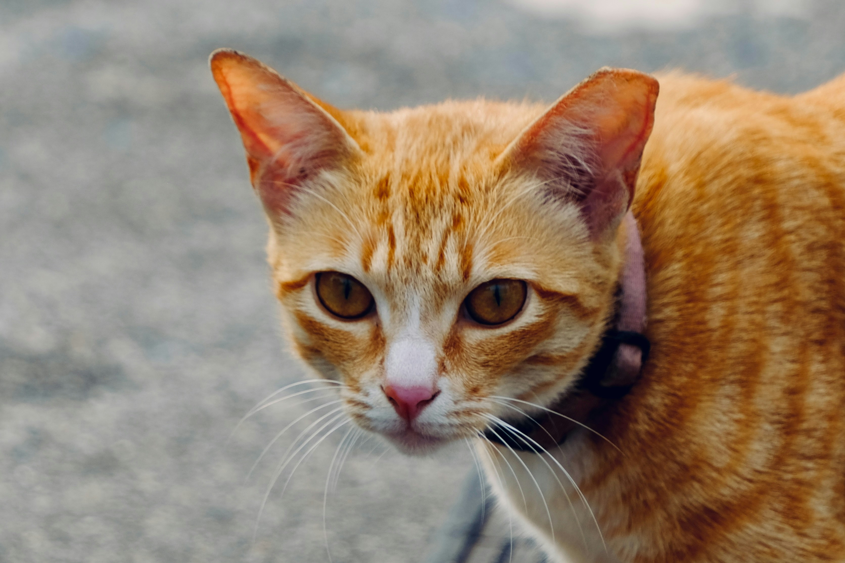 Primer plano de un gato atigrado naranja con ojos verdes