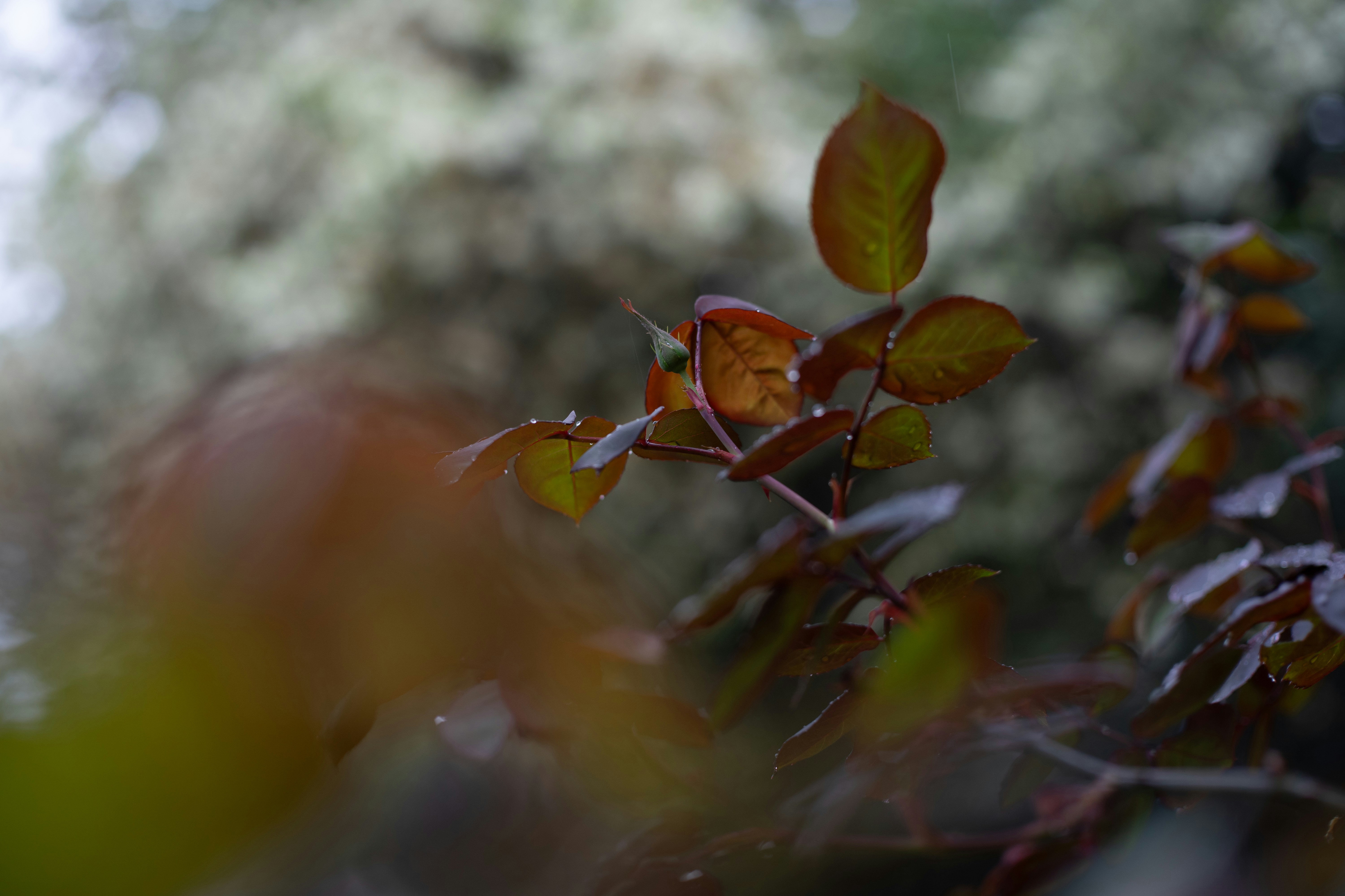 Photo by gchease